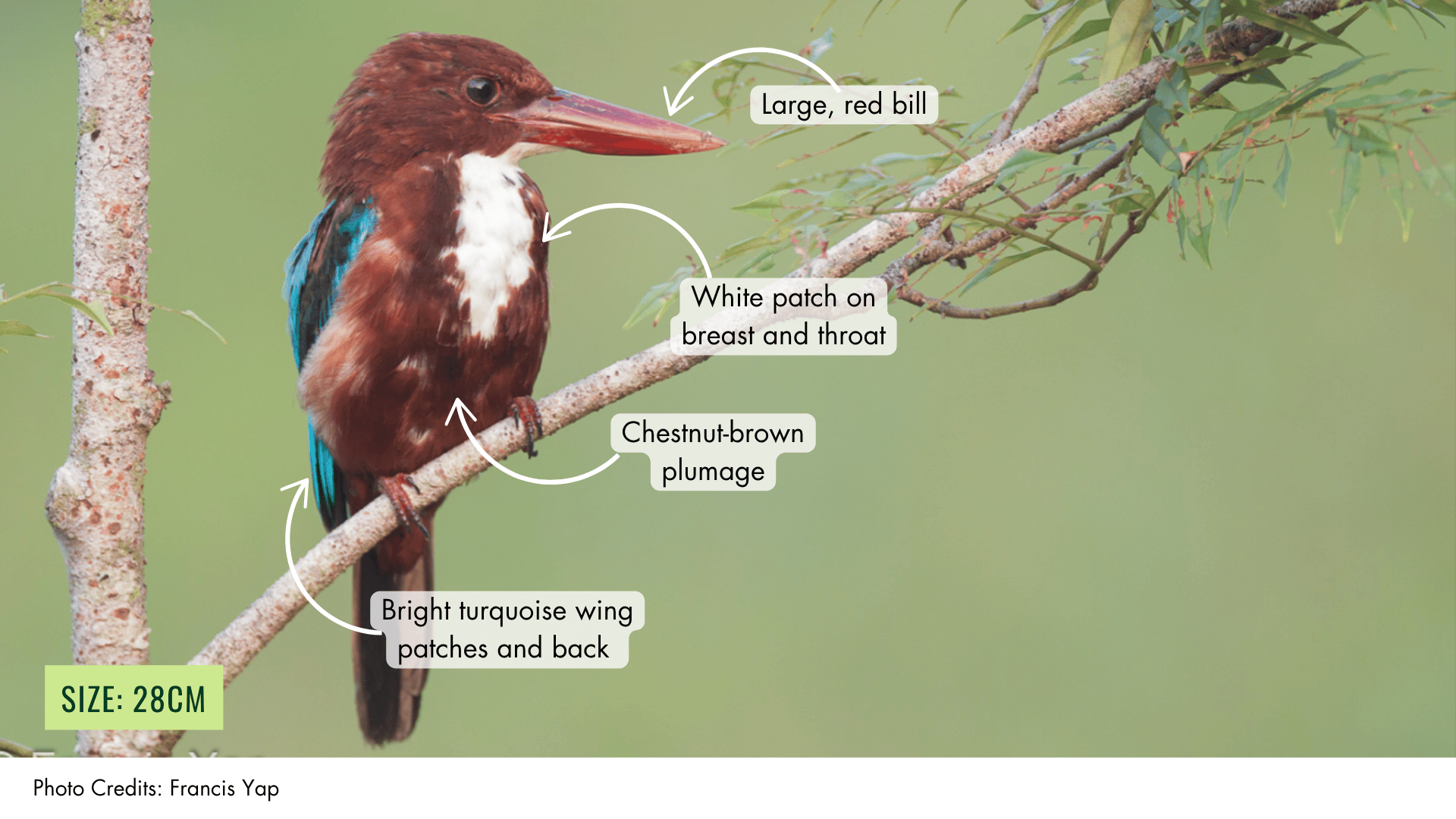 White-throated Kingfisher