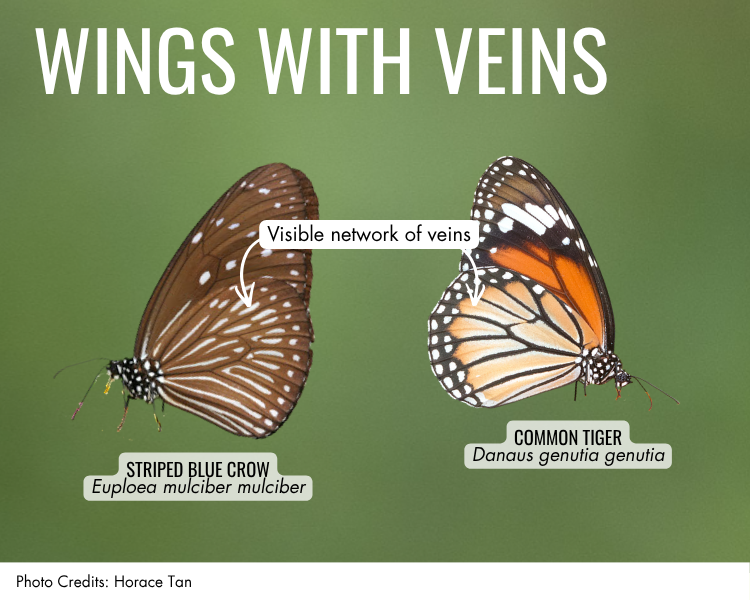 Wings with veins