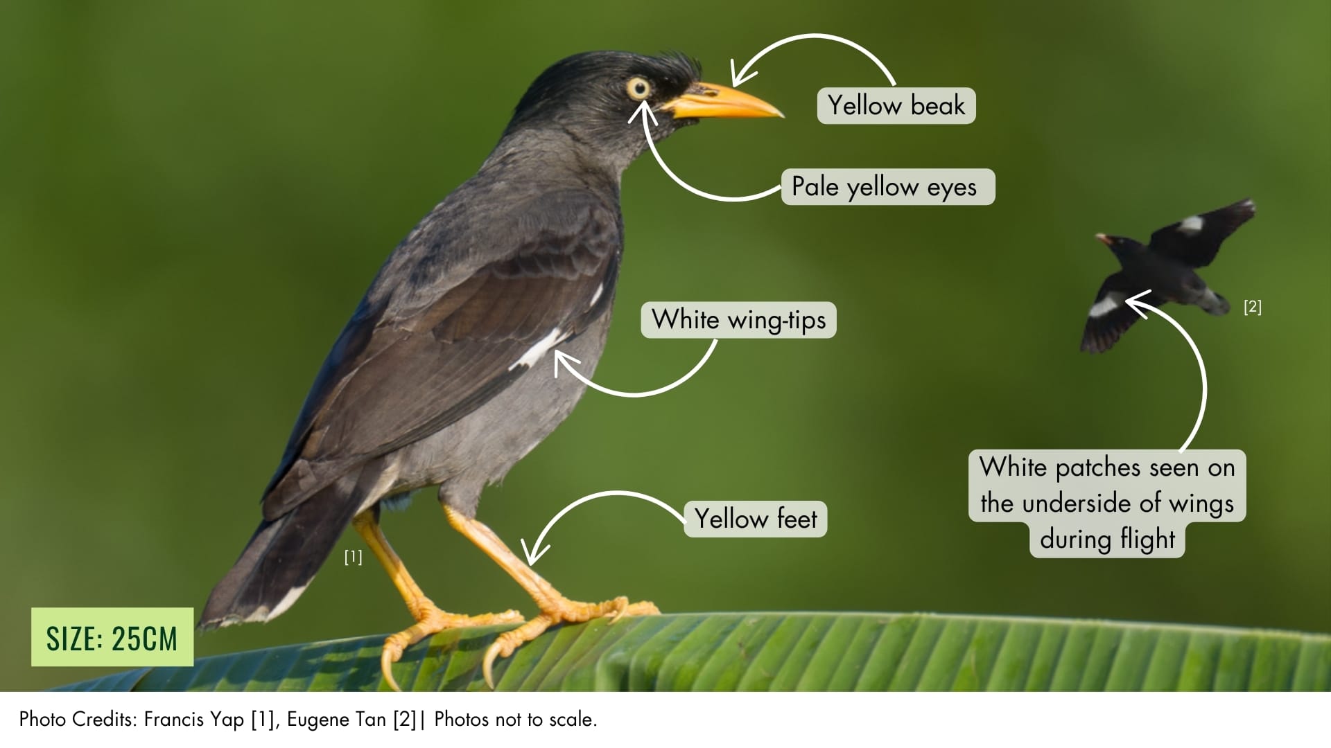Javan Myna | BiodiversitySG