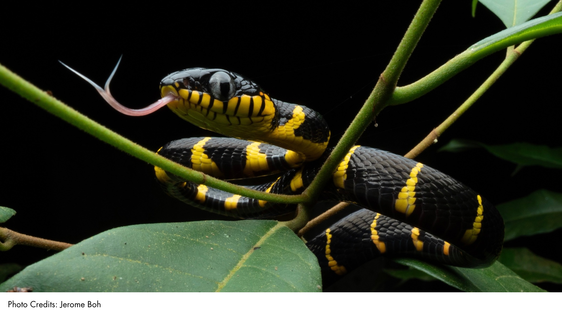 Gold-ringed Cat Snake