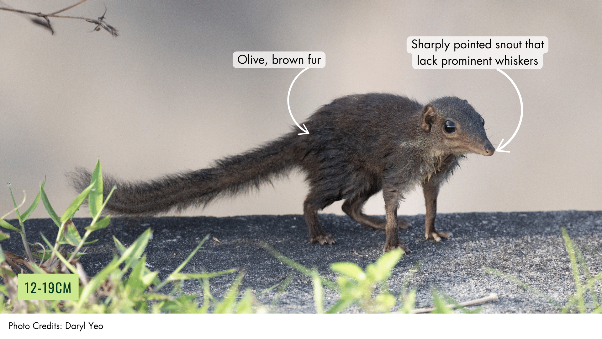 Common Treeshrew