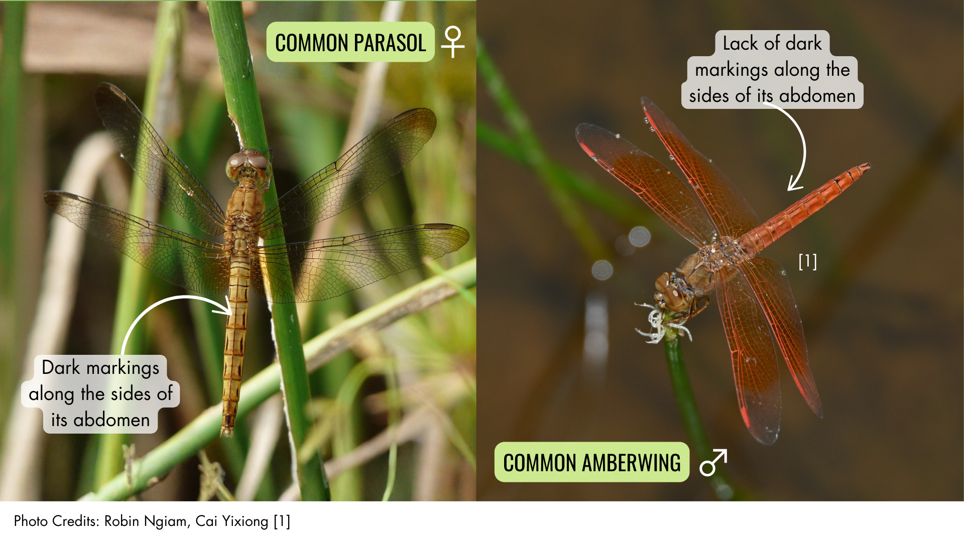 To tell them apart, check the female’s abdomen markings! These are key for spotting the difference between a female Common Amberwing and a female Common Parasol.