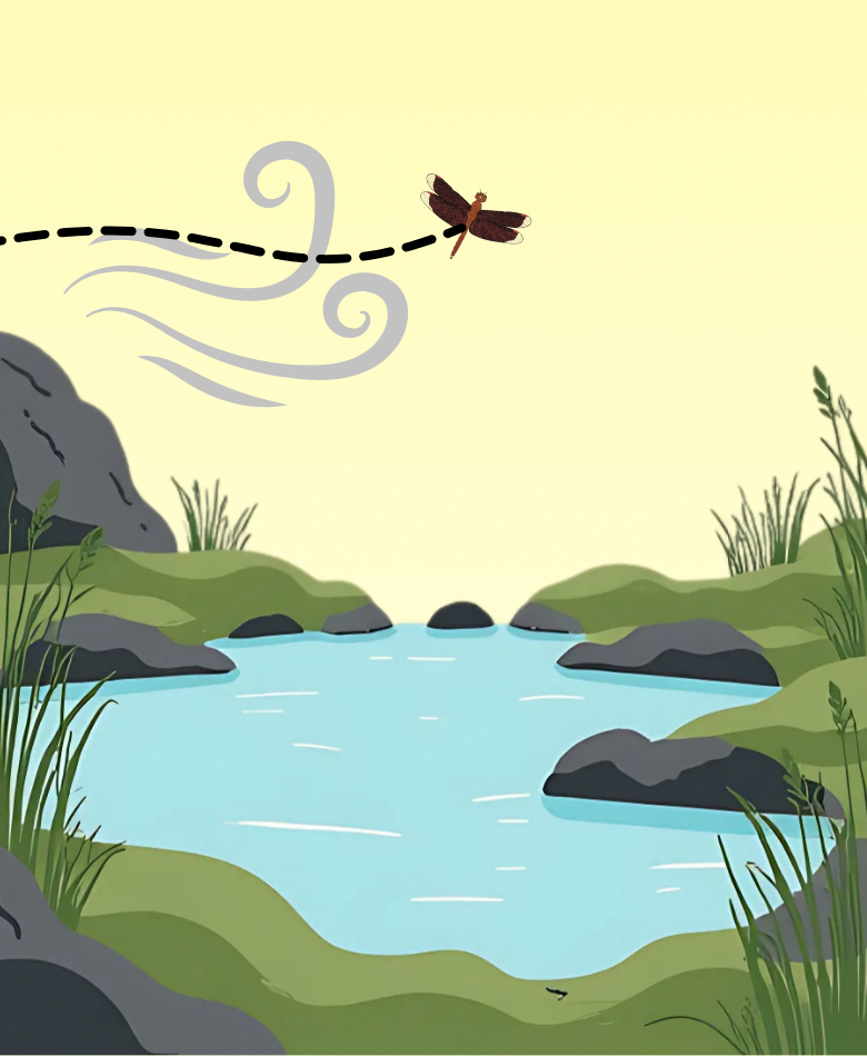 Gliders are dragonflies and damselflies that soar effortlessly through the air, often taking advantage of wind currents to travel long distances with minimal wing movement.