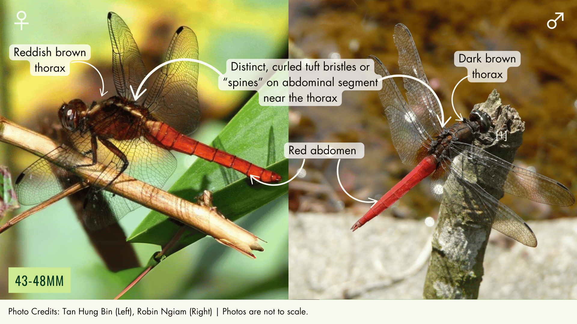 Spine-tufted Skimmer