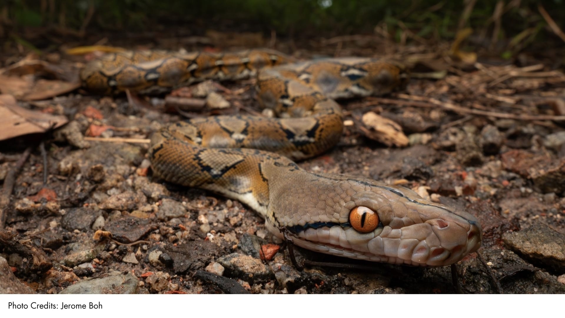 Python Venom Reticulated Python | BiodiversitySG