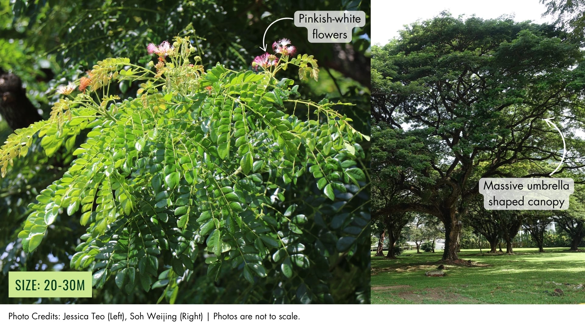 Rain Tree | BiodiversitySG