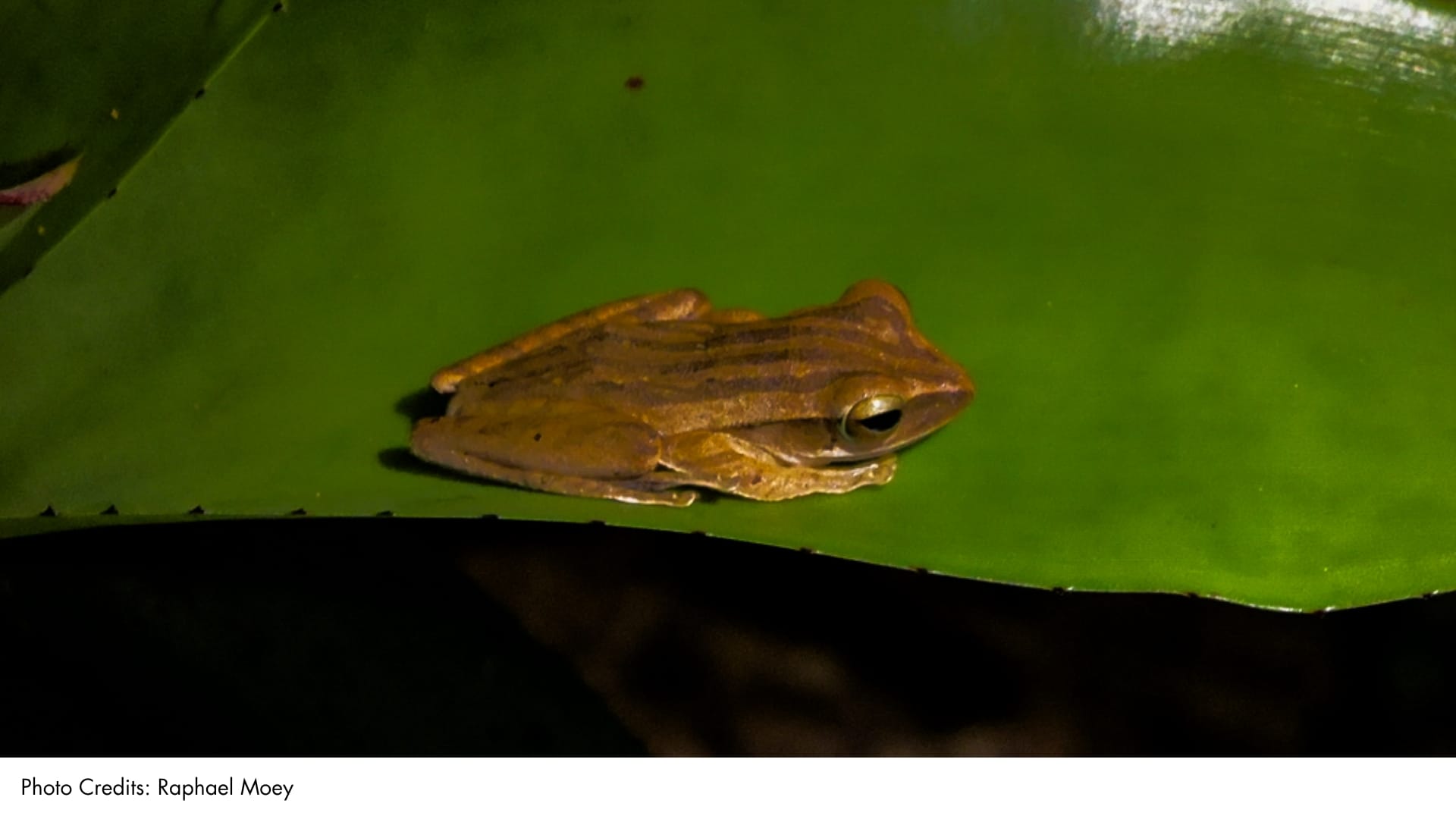 Four-lined Tree Frog | BiodiversitySG