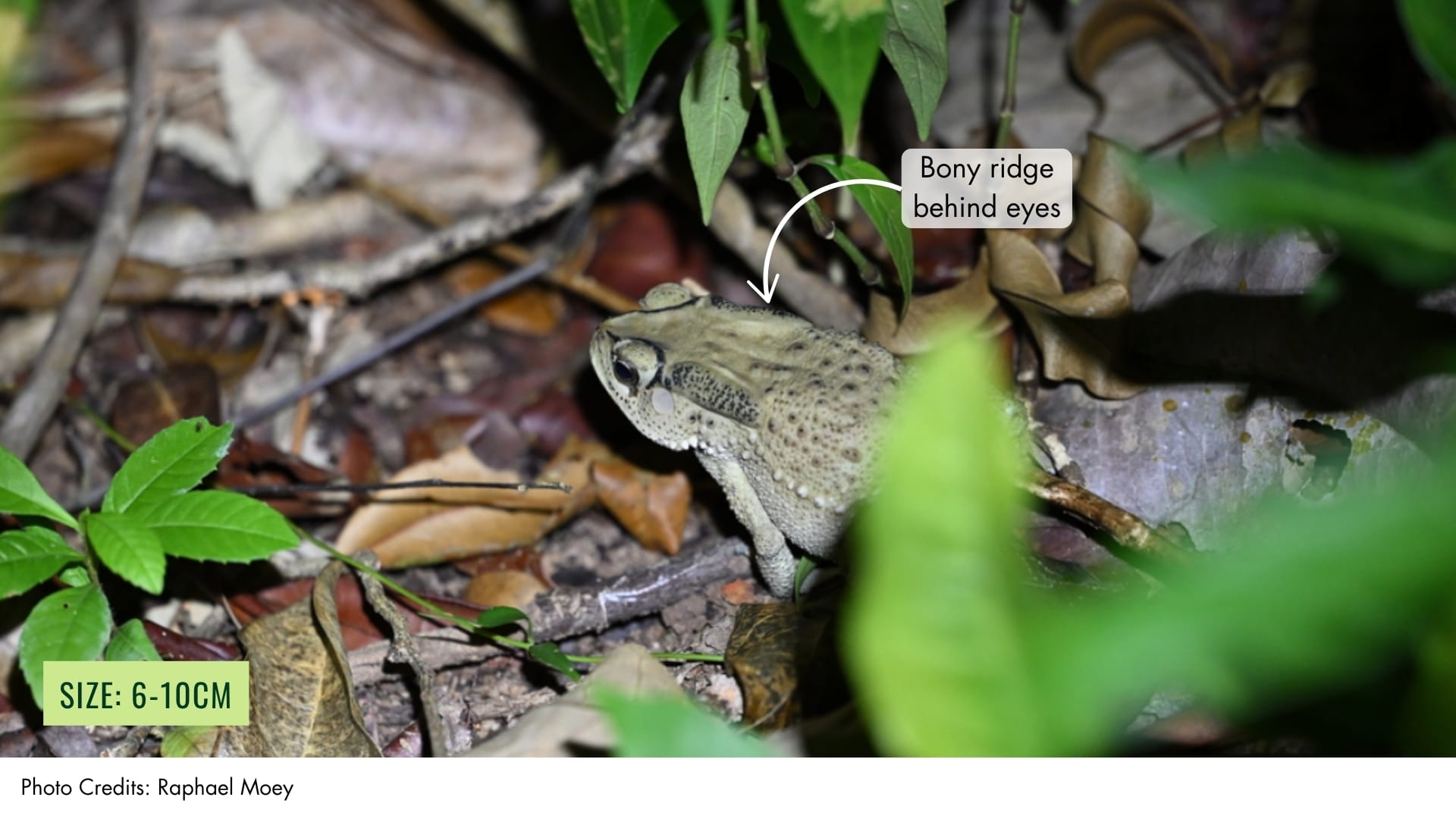 Common Asian Toad | BiodiversitySG