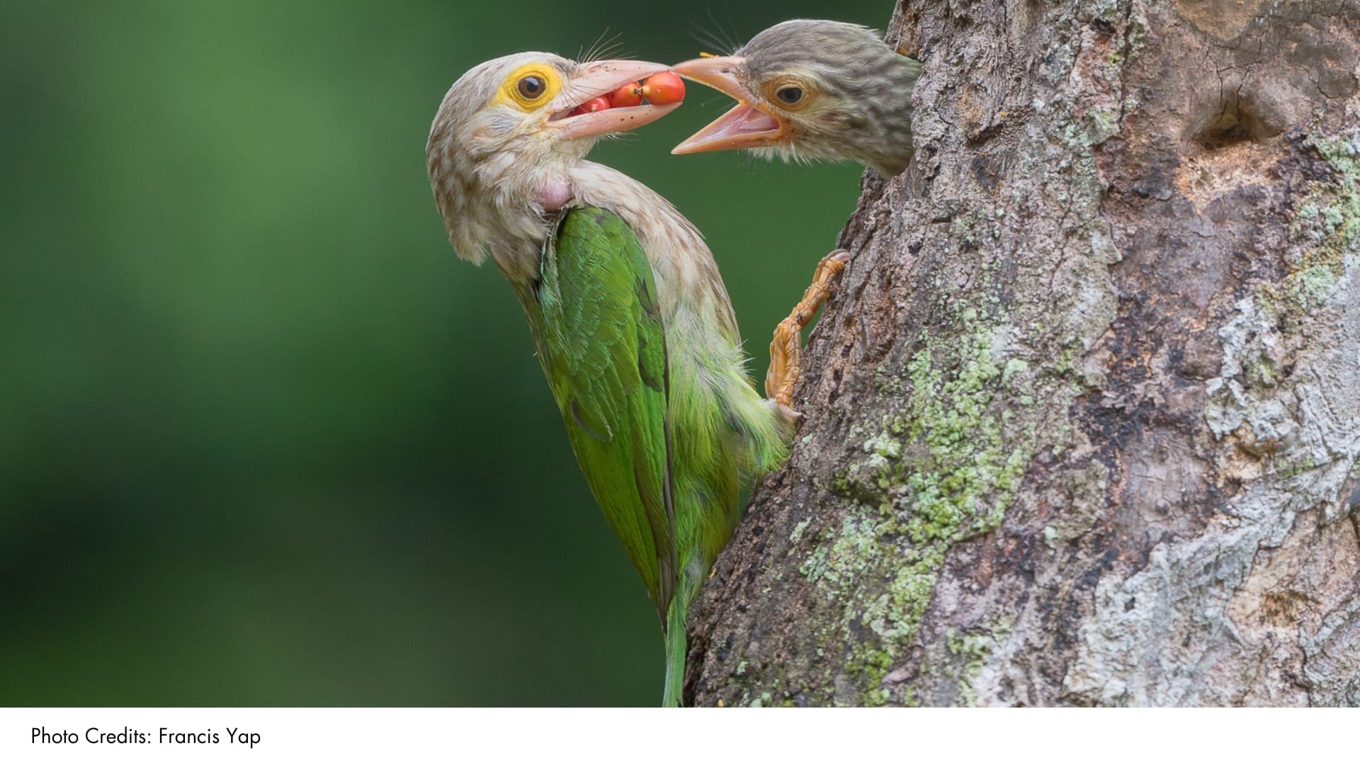 Lineated Barbet | BiodiversitySG