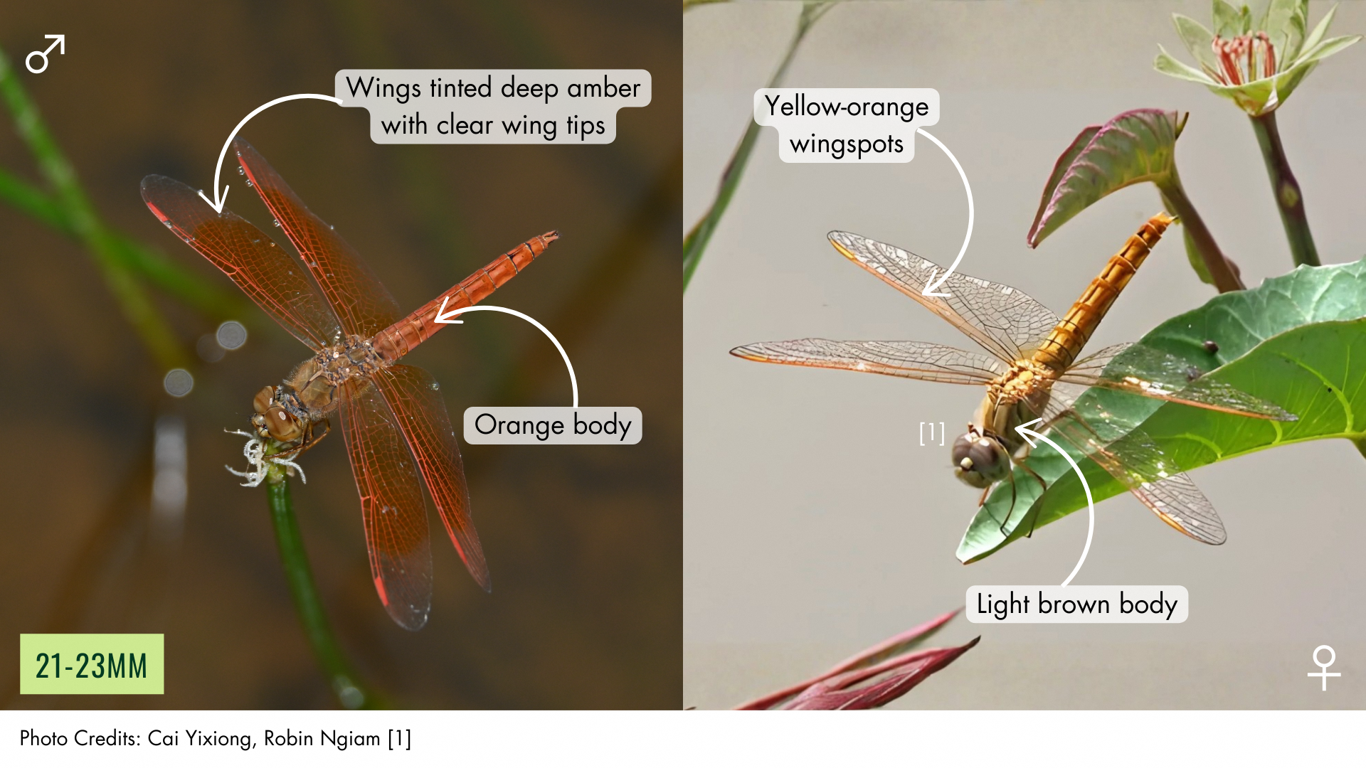Male Common Amberwings have orange bodies, their wings tinted deep amber with clear wing tips, while females have light brown body and clear wings with yellow-orange wingspots.