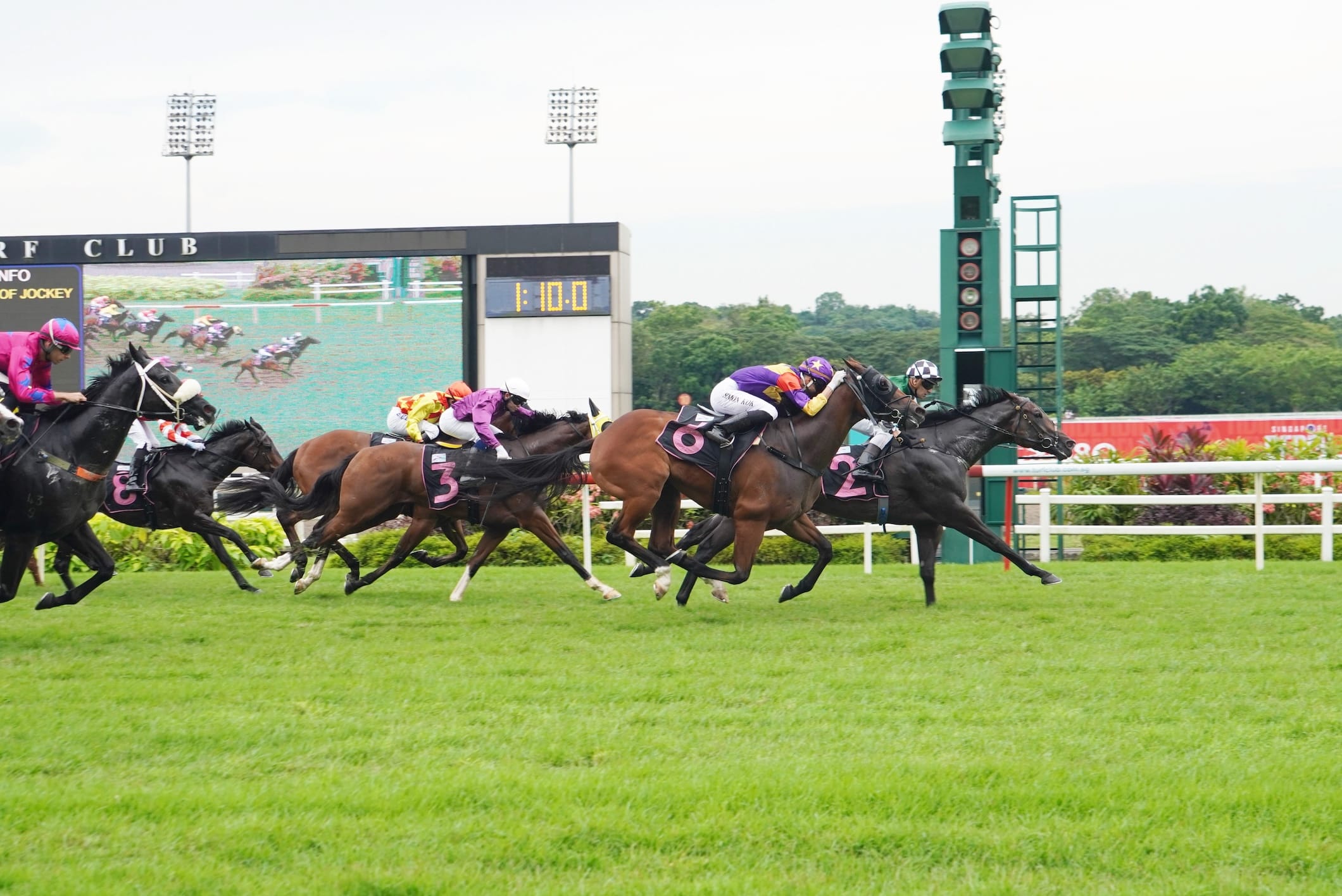 Horses race on a green track with jockeys in colored silks, racing numbers visible.