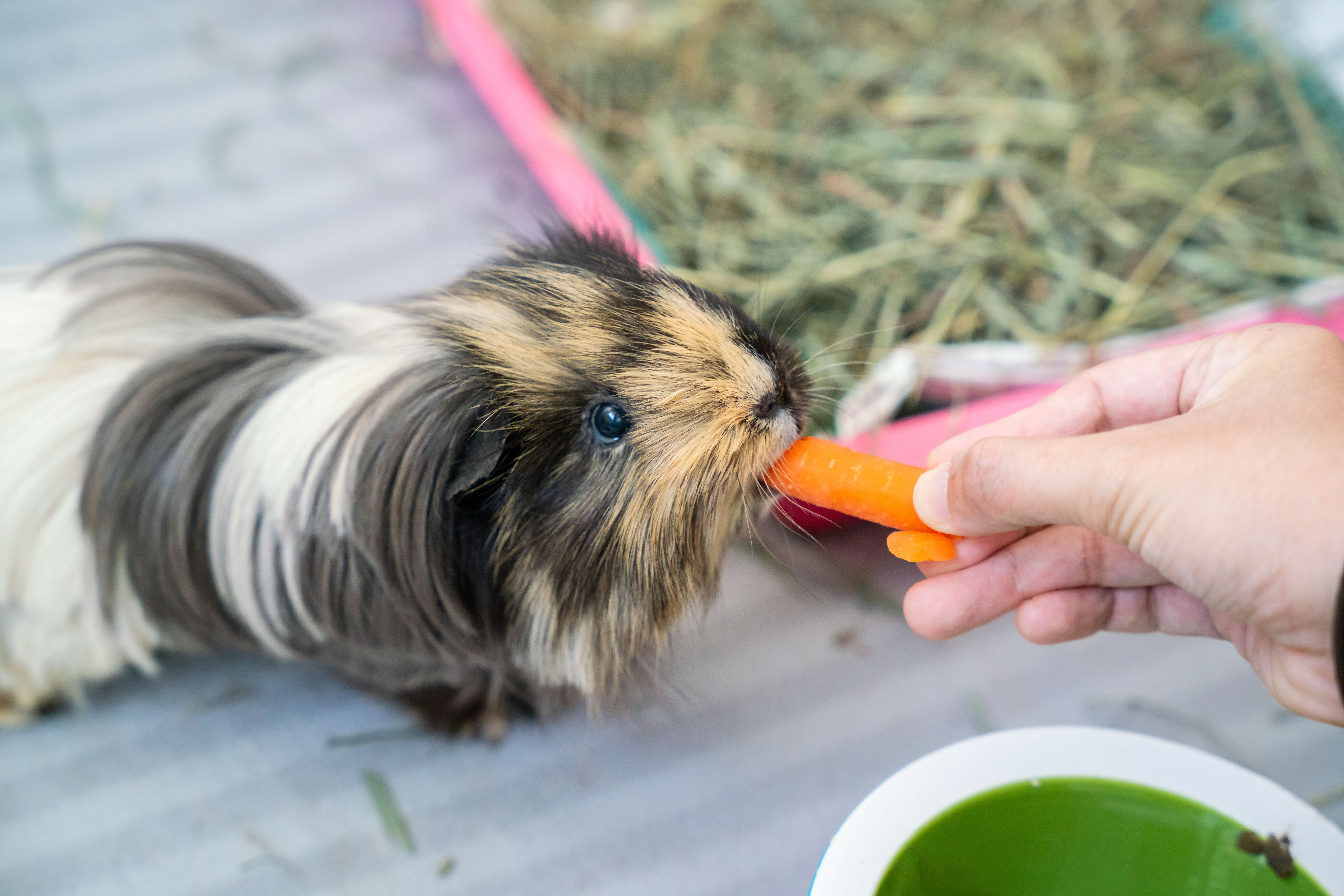 A photograph of a guinea pig eating a piece of carrot from a person's hand