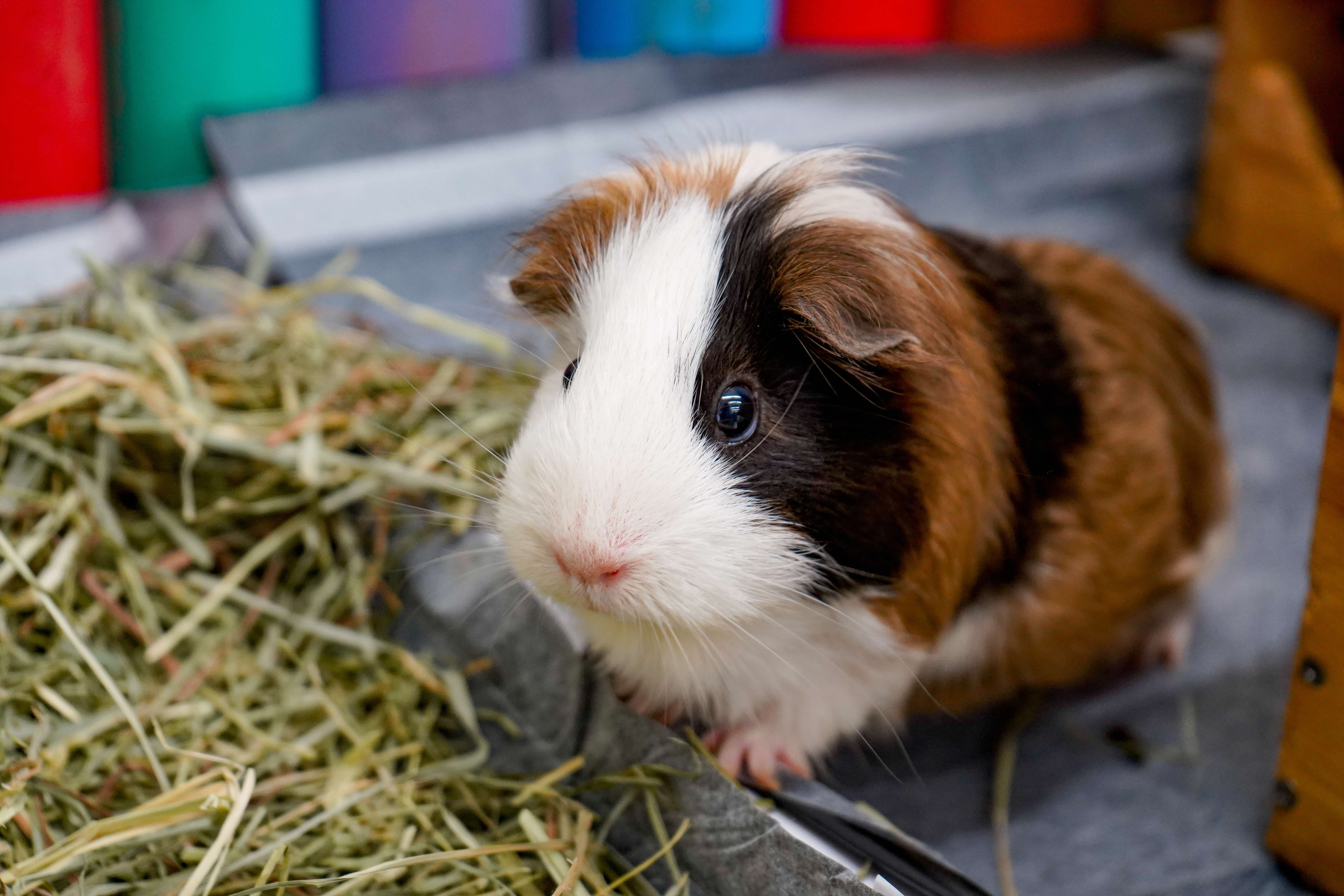A photograph of a guinea pig