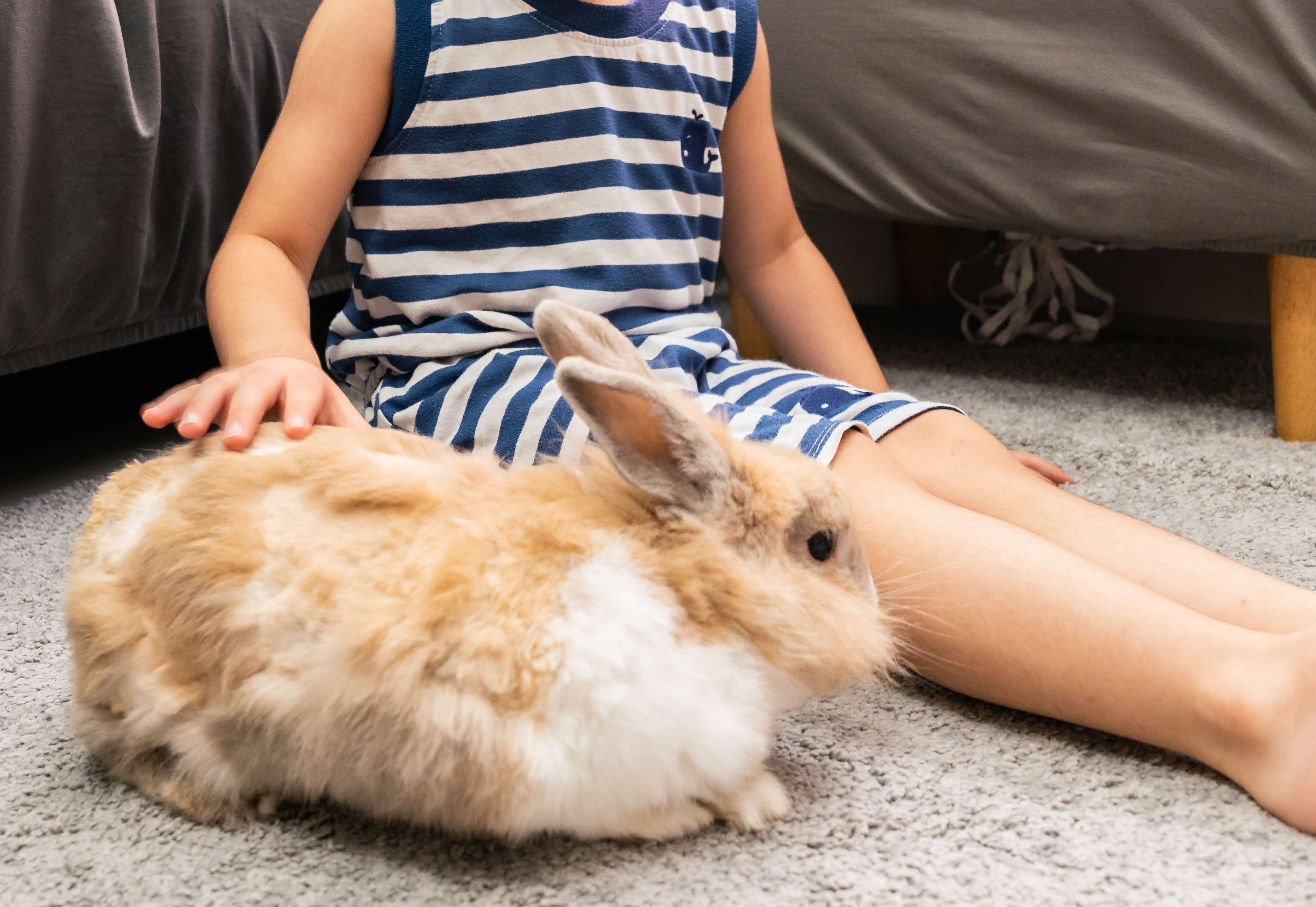 A photograph of a rabbit next to a child