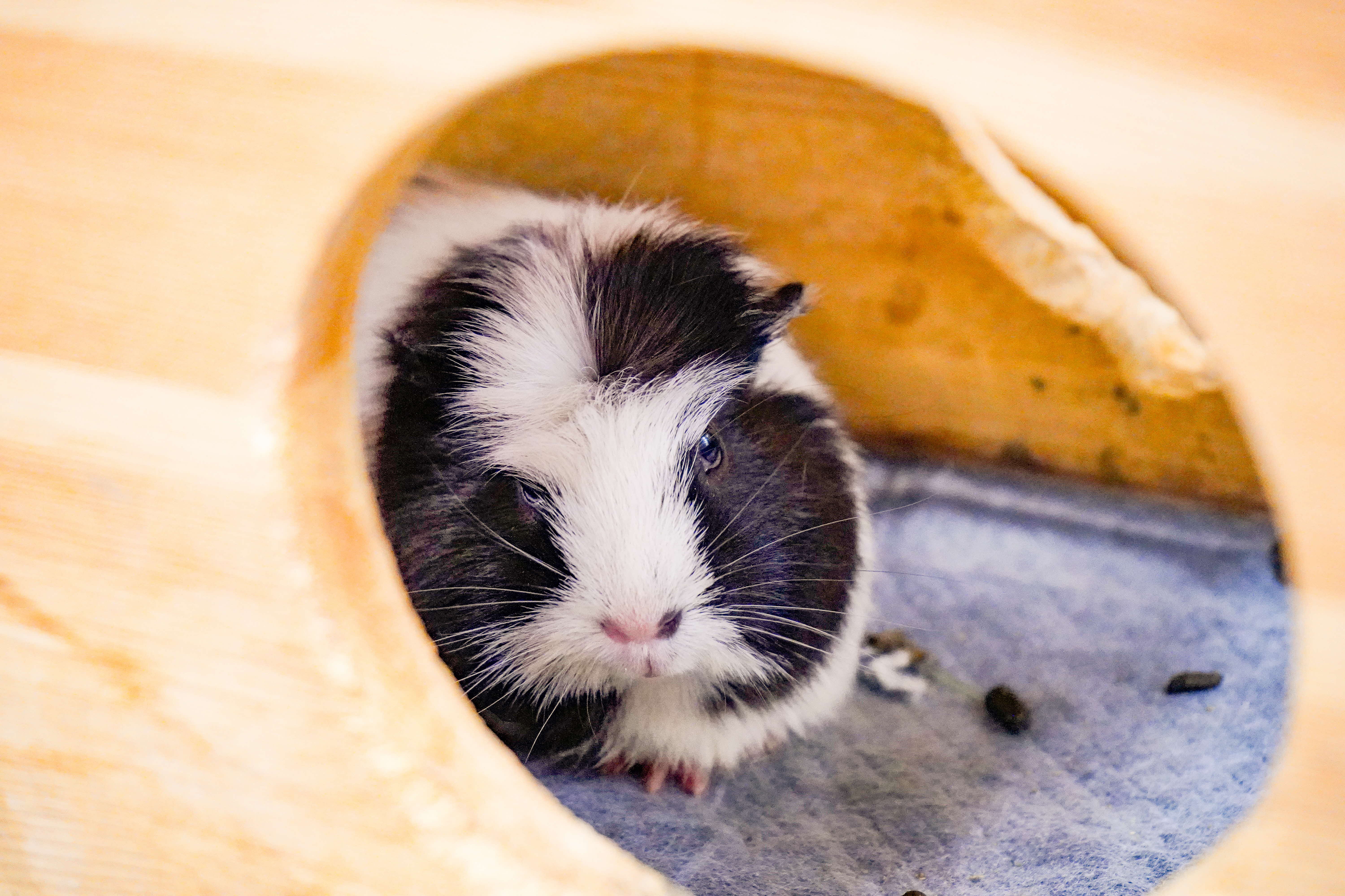 A photograph of a guinea pig from through the entrance of its hideout