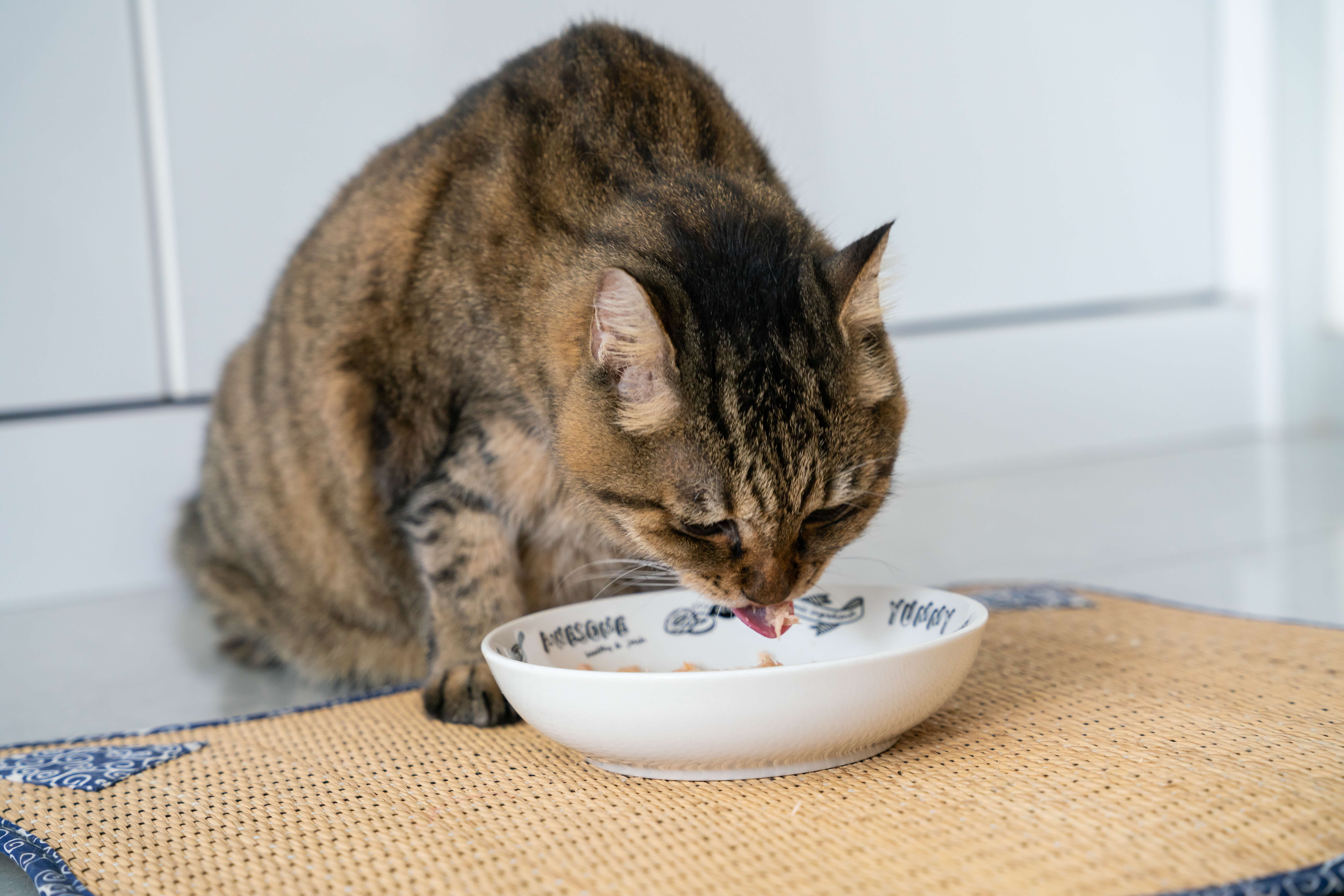 A photograph of a cat eating