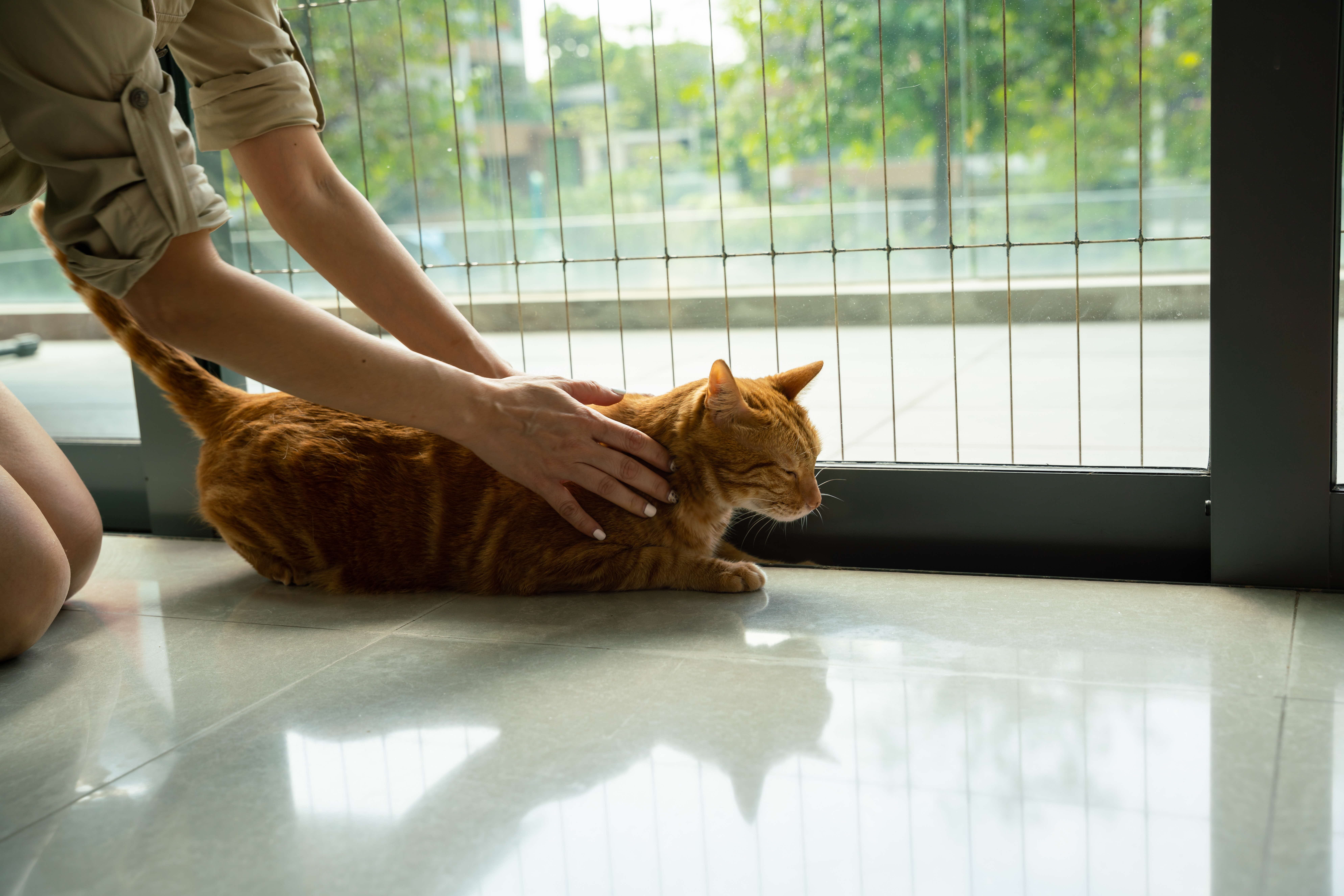 A photograph of an orange cat being pet