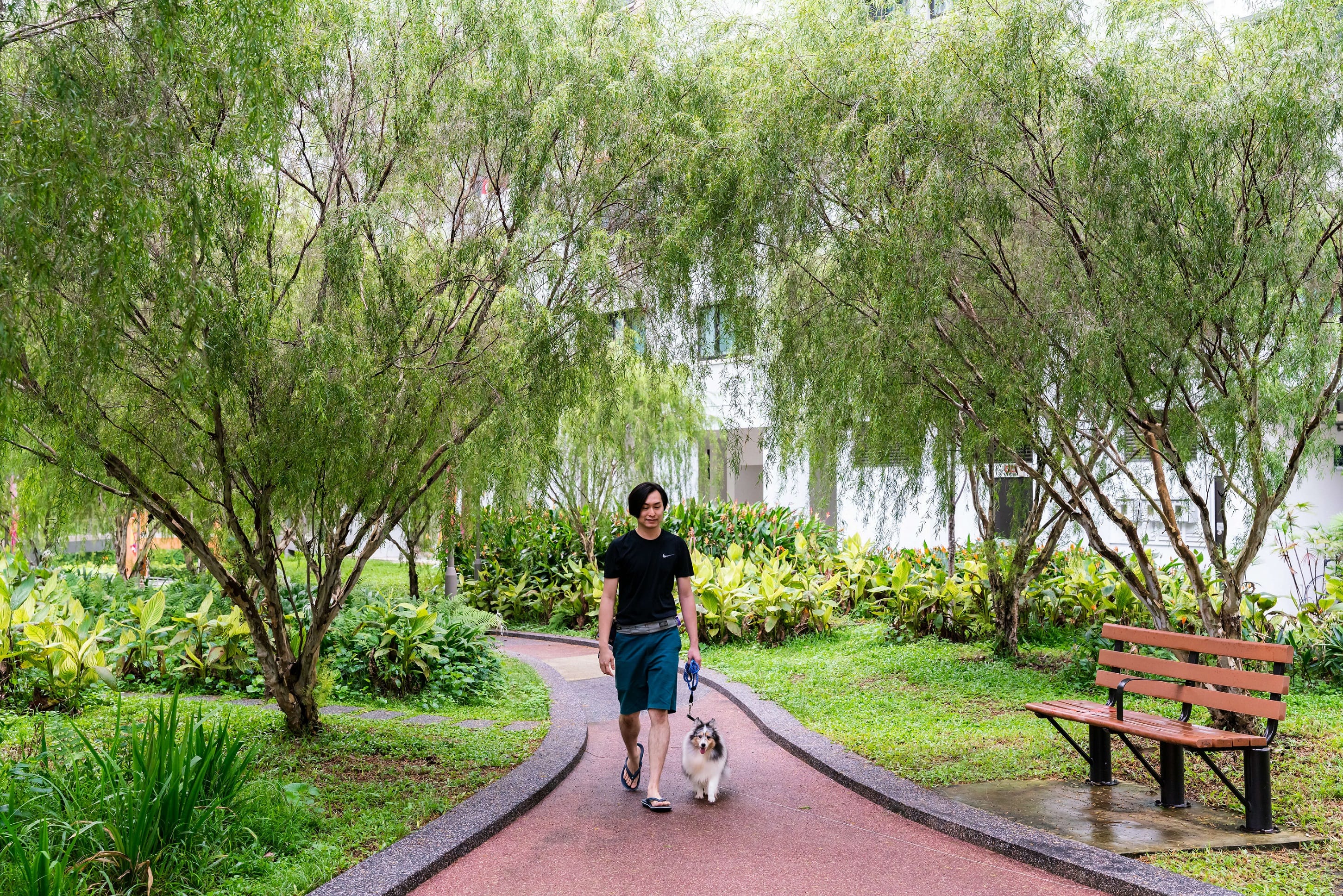 A photograph of a person walking their dog on a path between two rows of trees