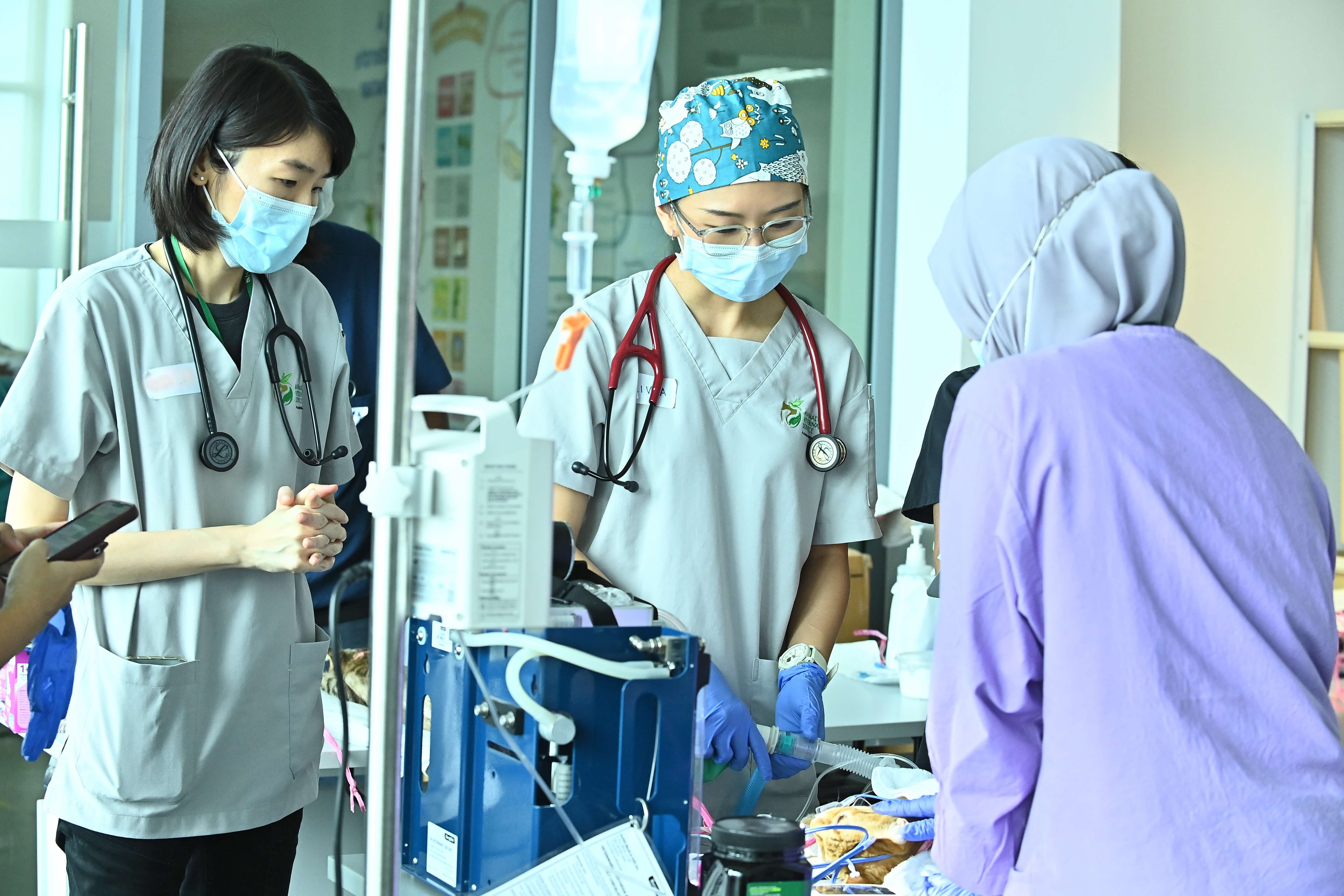 A photograph of 3 vets working on a cat on the operating table