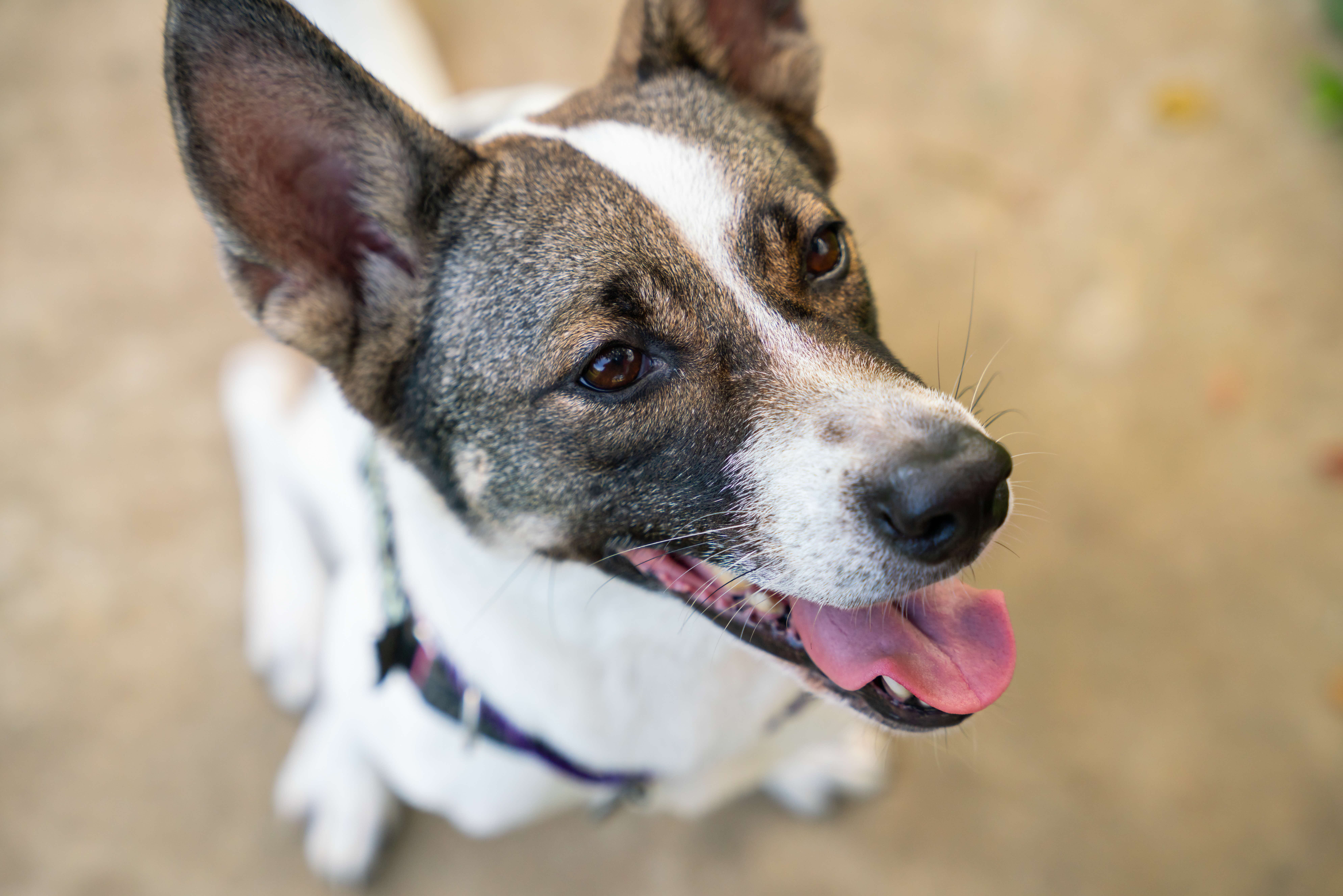 A photograph of a close-up of a black and white dog's face
