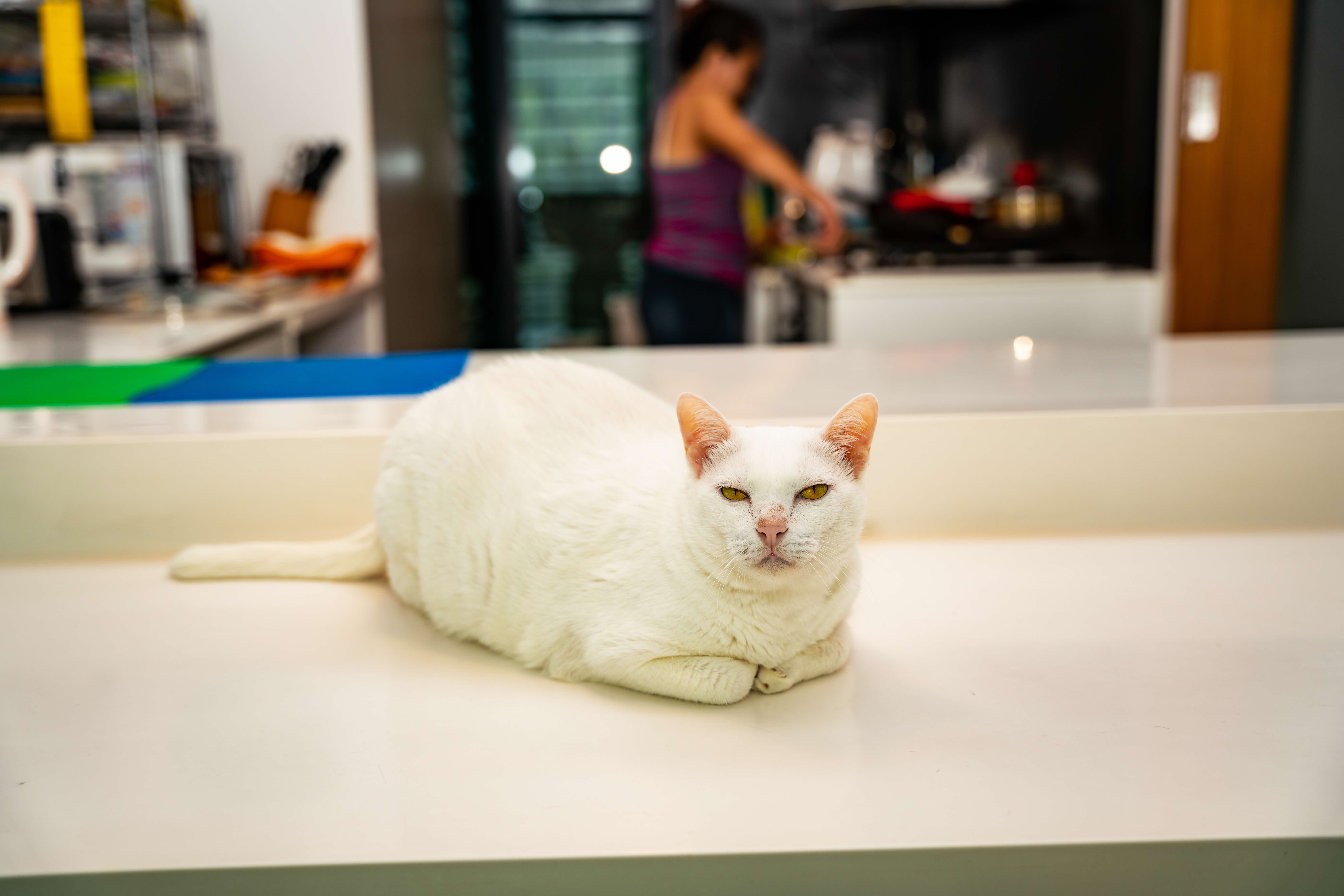 A photograph of a white cat sitting on a table