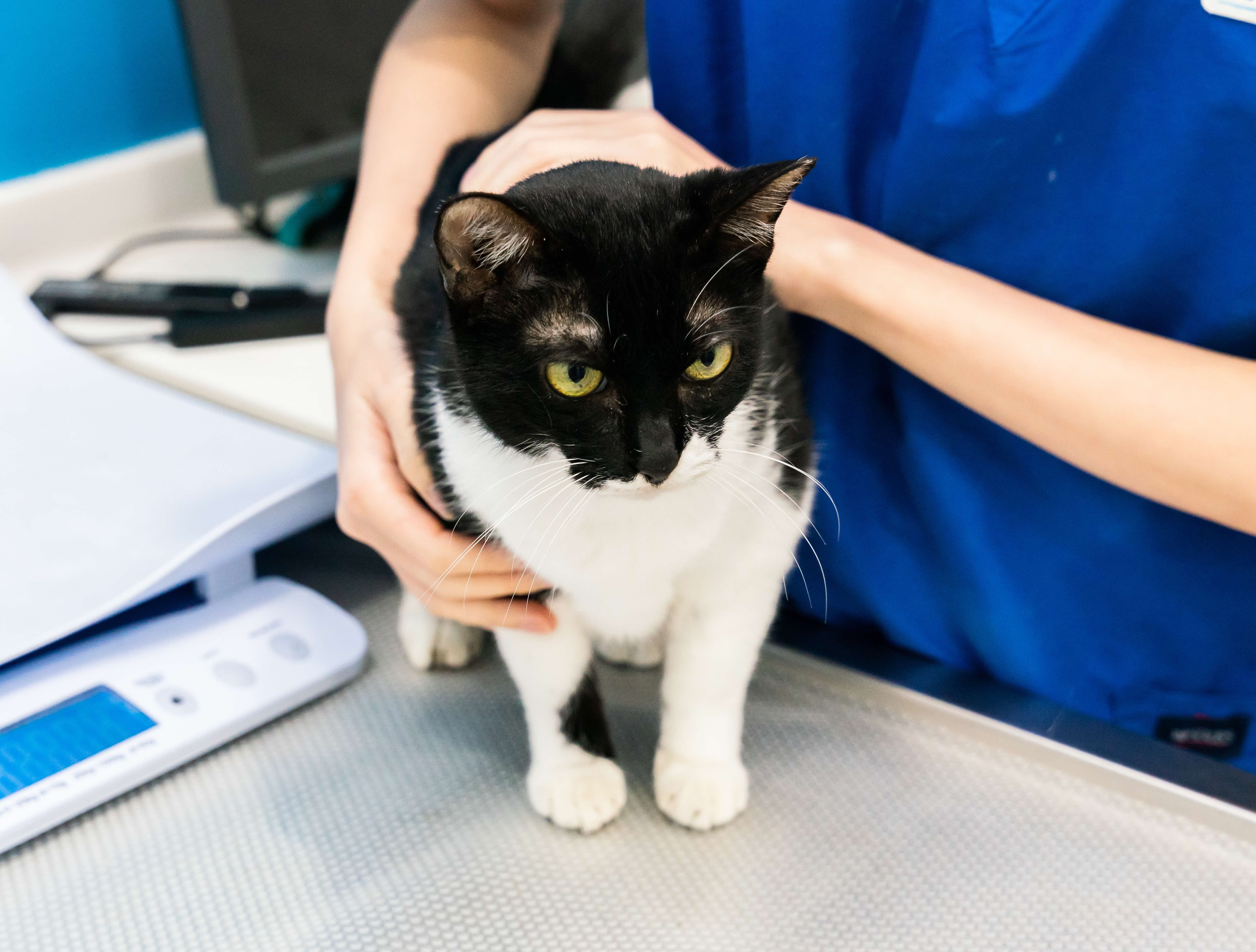 A photograph of a black and white cat cradled by a vet staff