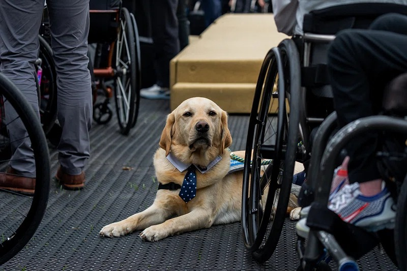 A photograph of a golden retriever assistance dog lying down with wheelchairs in the foreground and background
