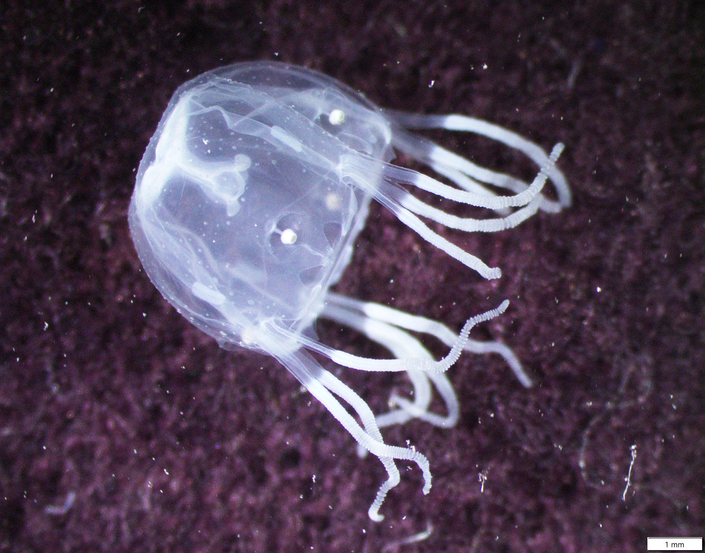 Box Jellyfish in Singapore | Animal and Veterinary Service (AVS)