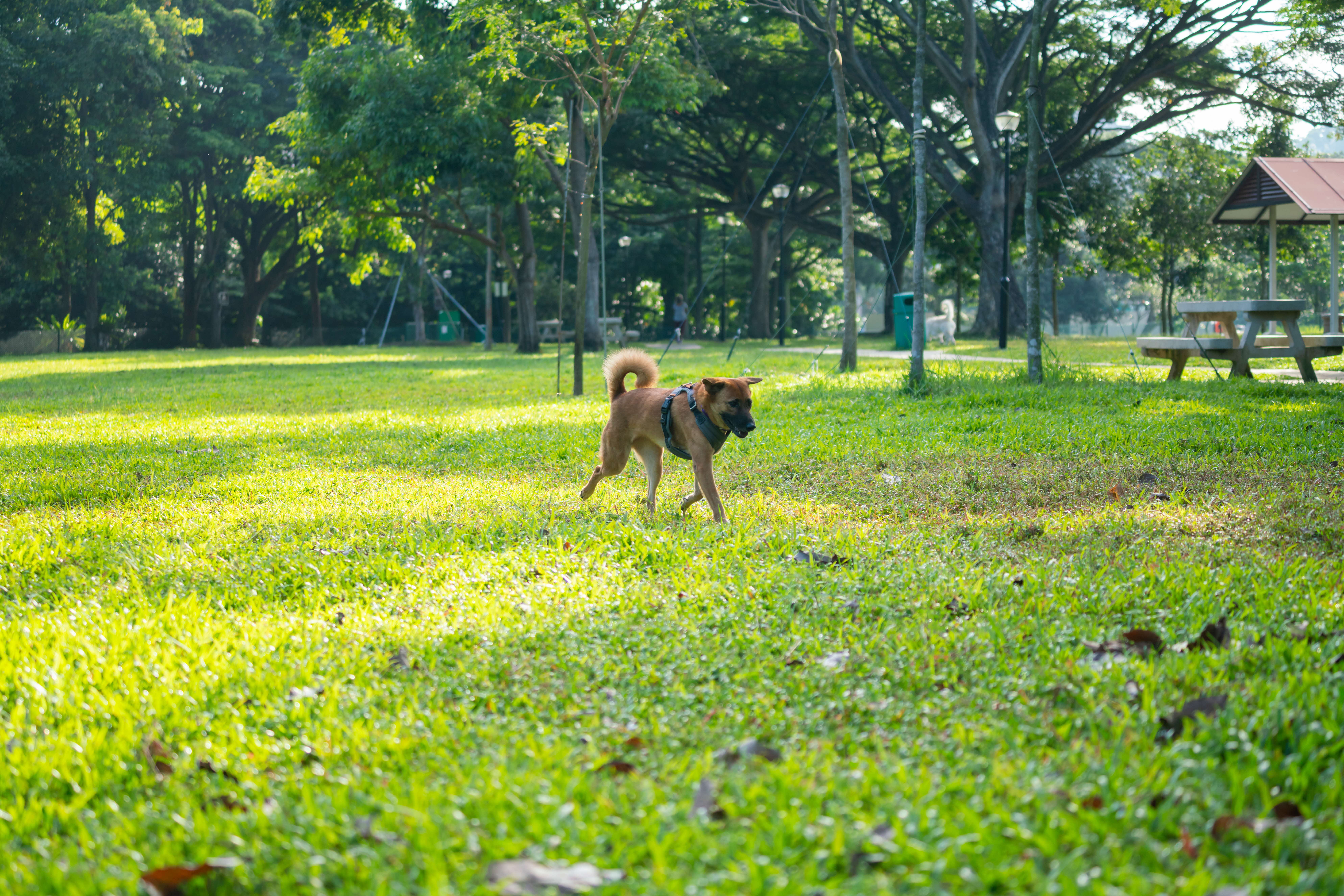 A photograph of a dog off leash in the grass