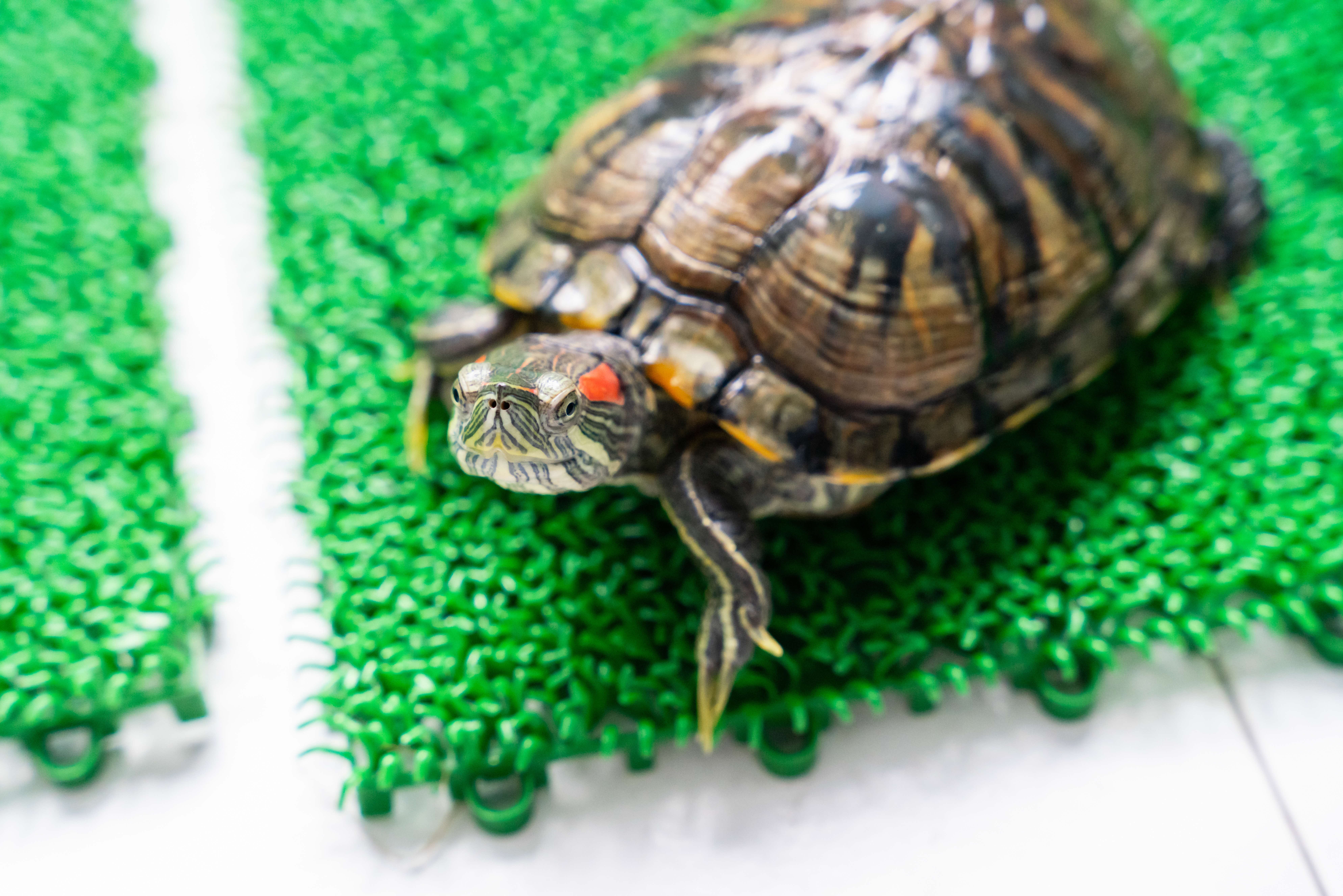 A photograph of a red-eared slider