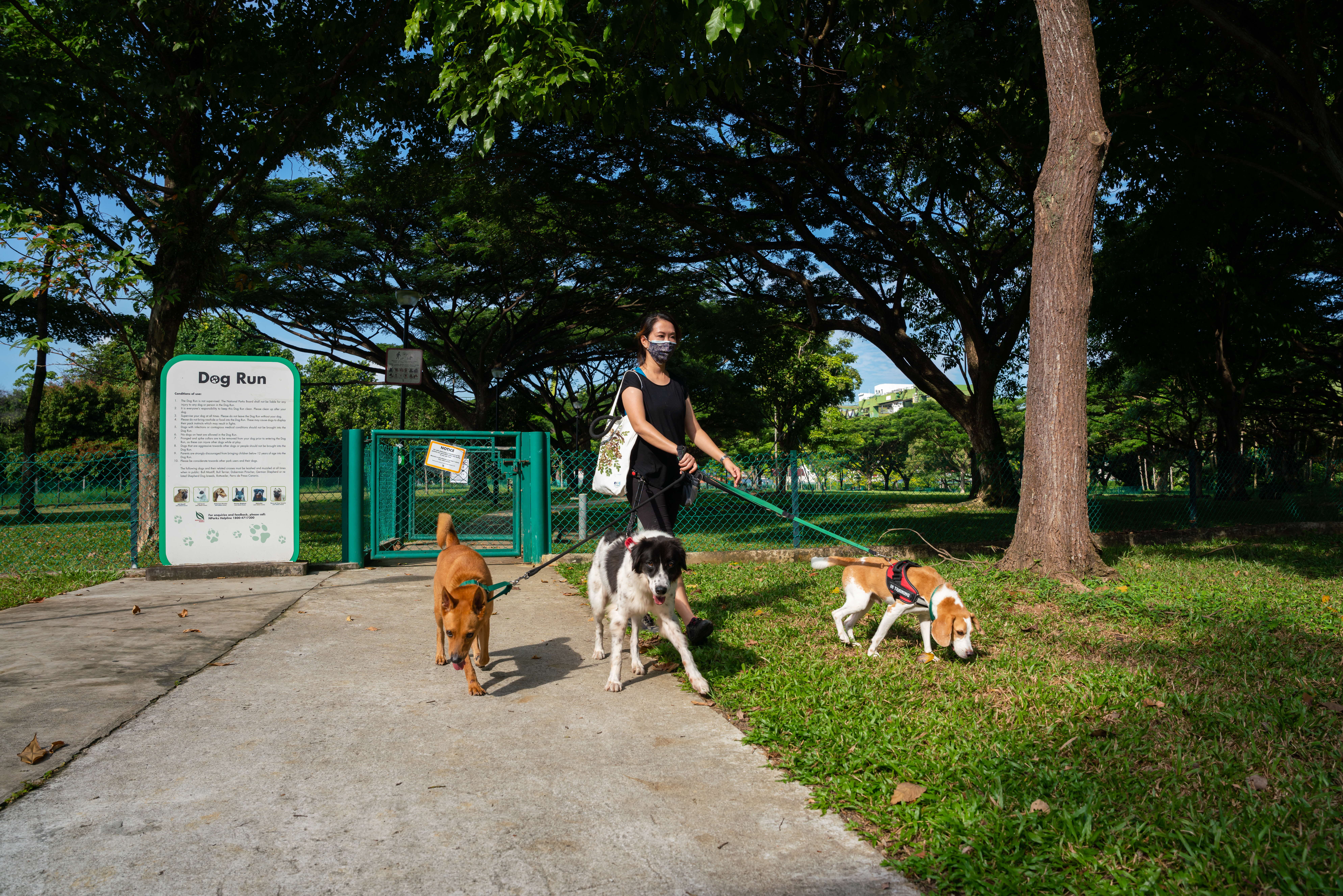 A photograph of a person with 3 dogs exiting a dog run