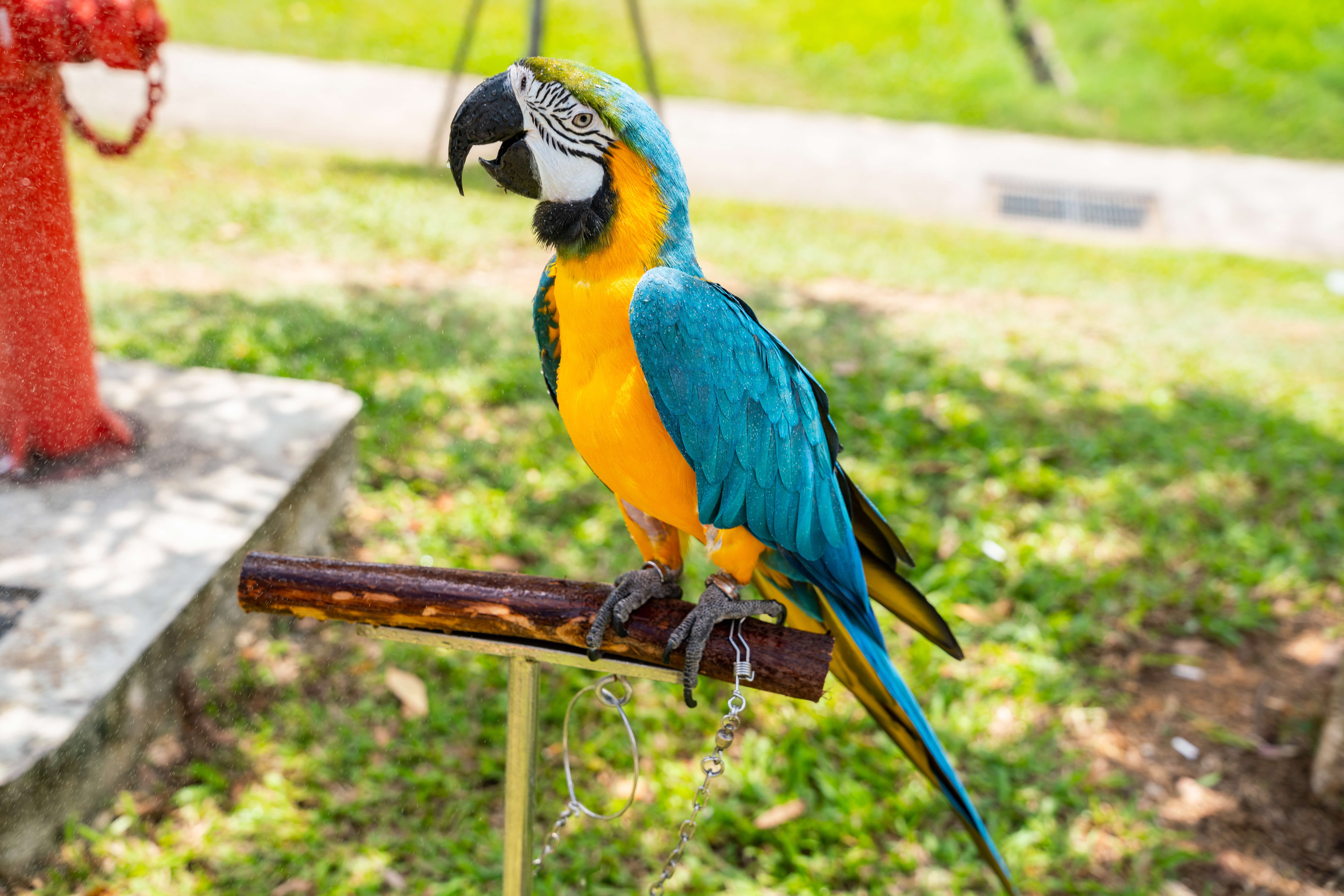 A photograph of a blue and yellow macaw