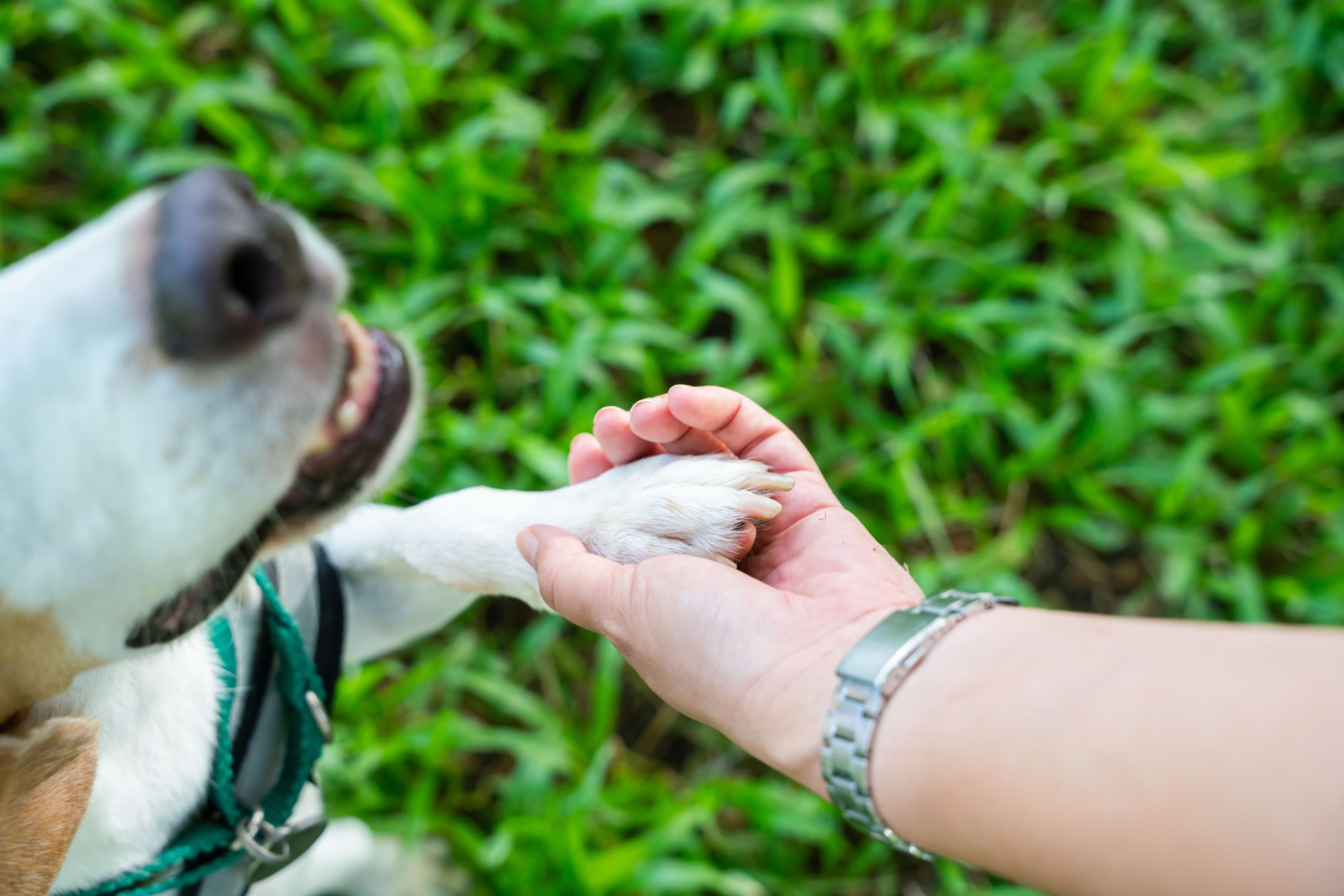 A photograph of a dog's paw on a person's hand
