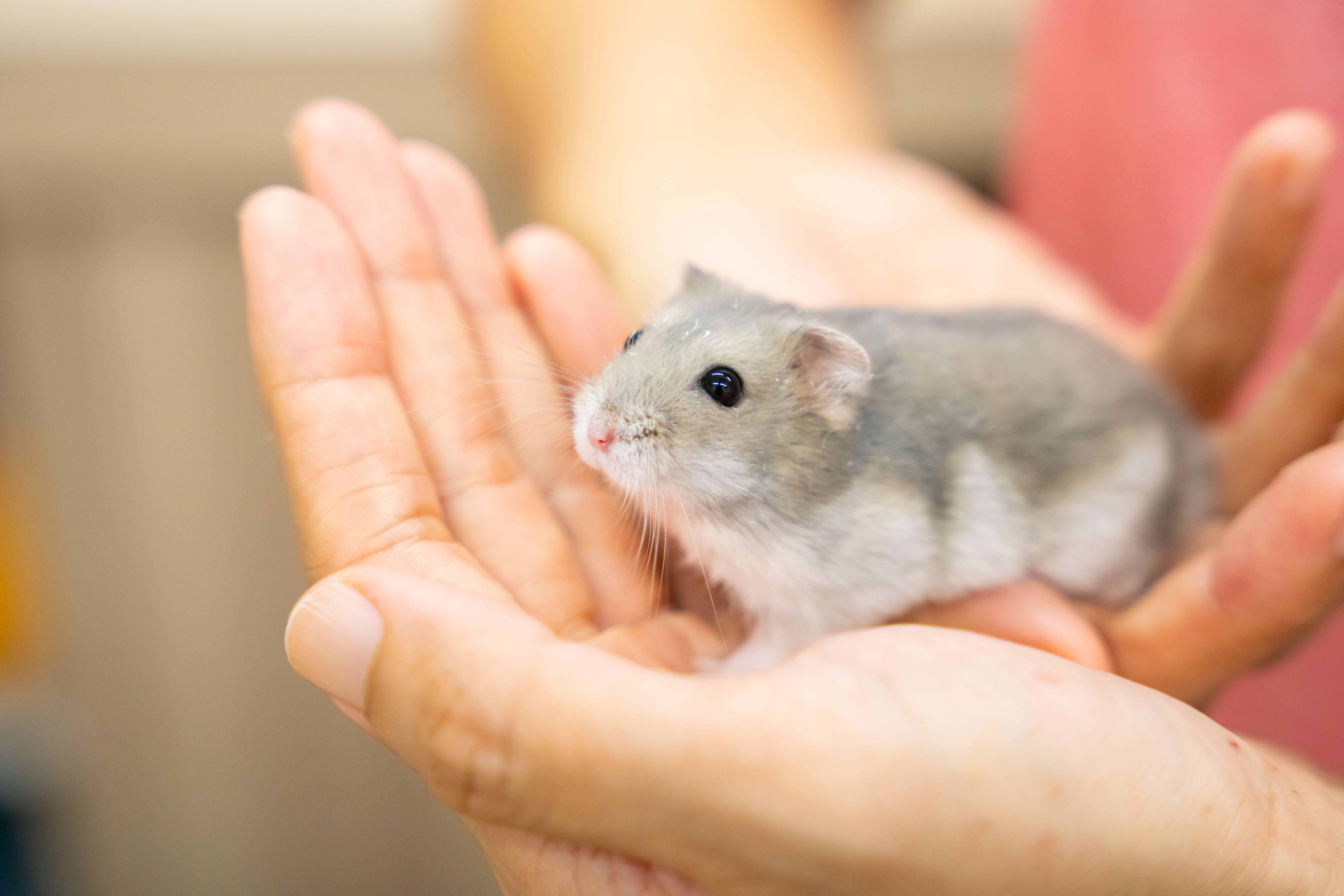 A photograph of a hamster in a person's hands