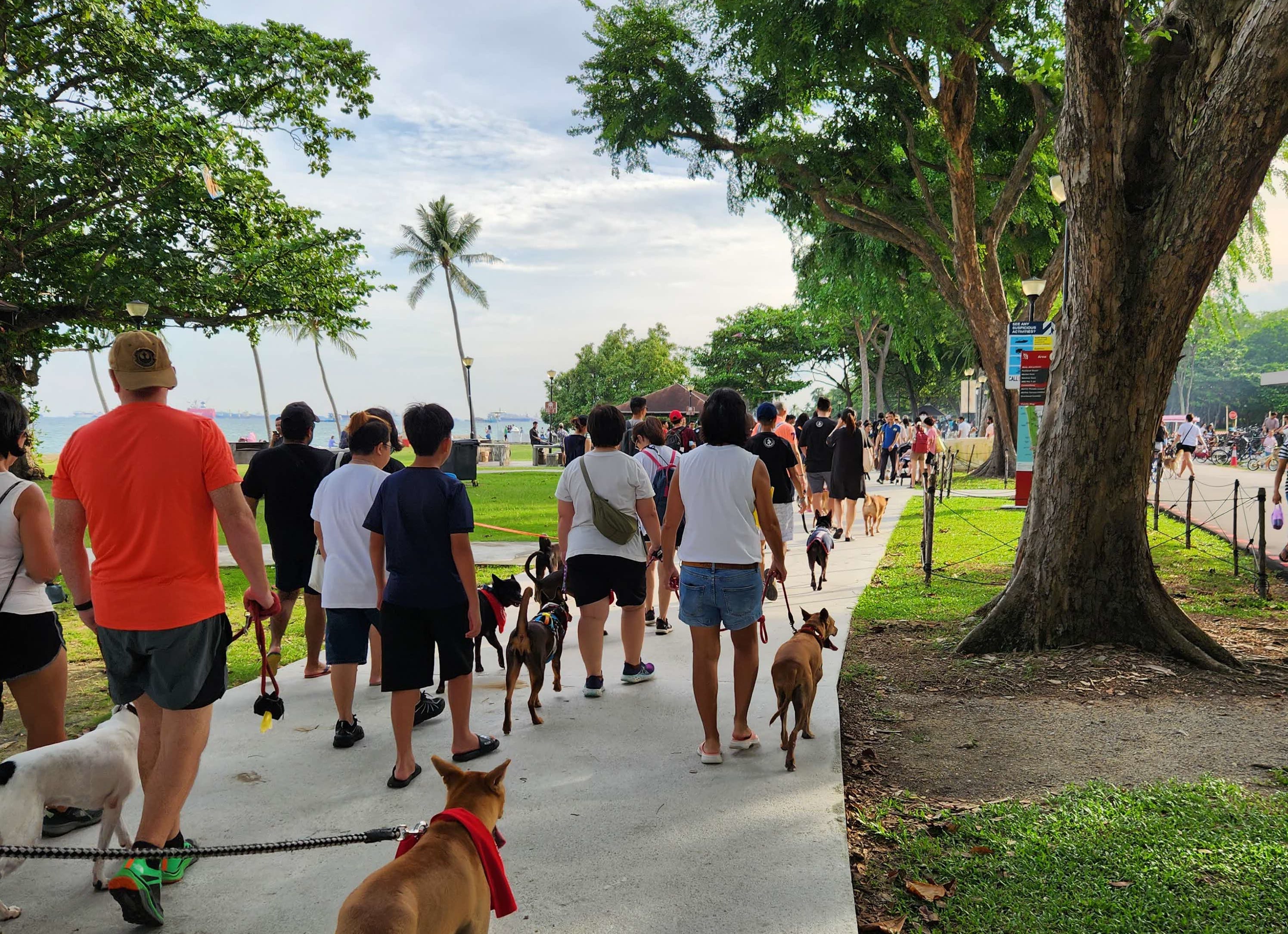 A photograph of a large group of people walking their dogs in a park