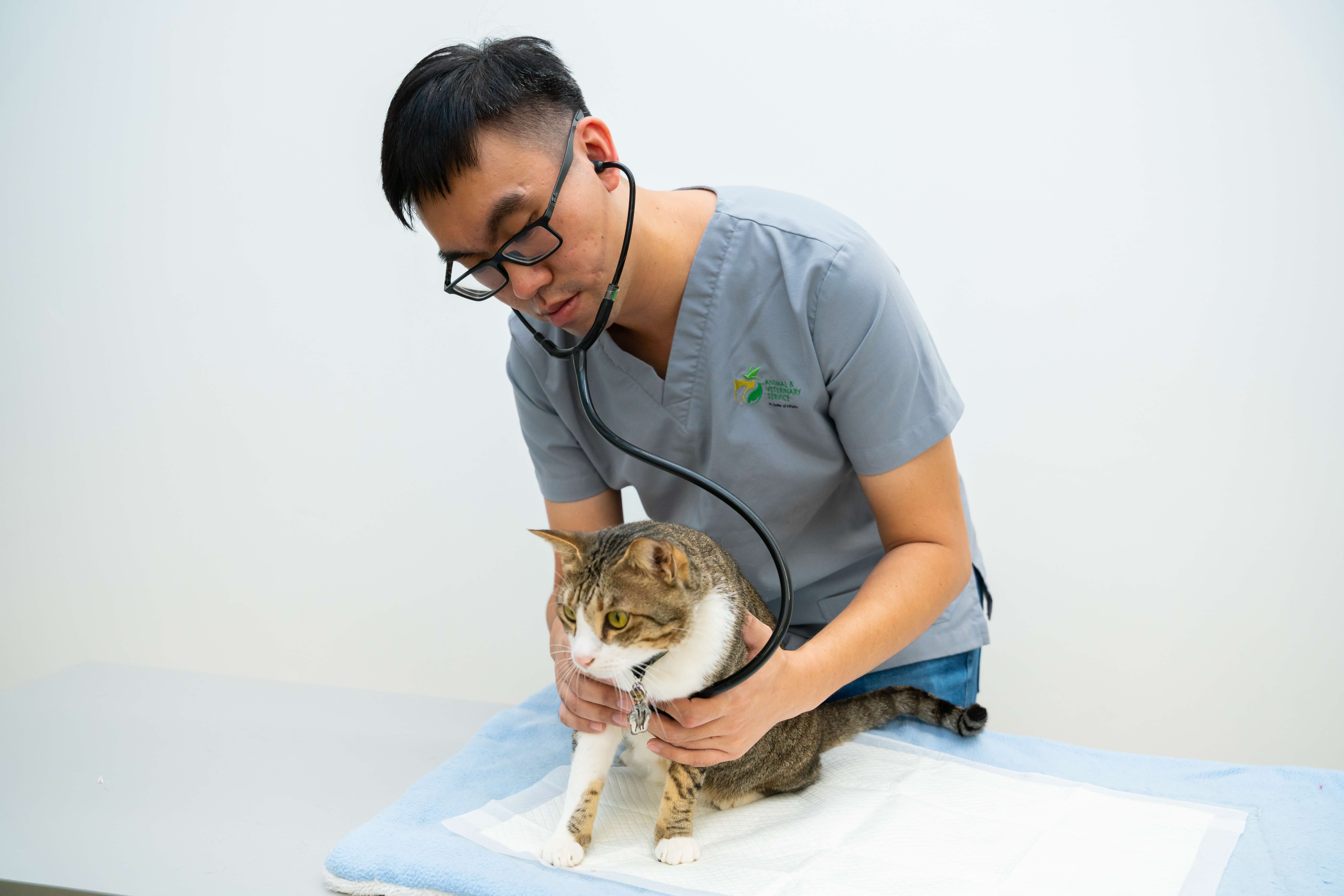 A photograph of a veterinarian examining a cat