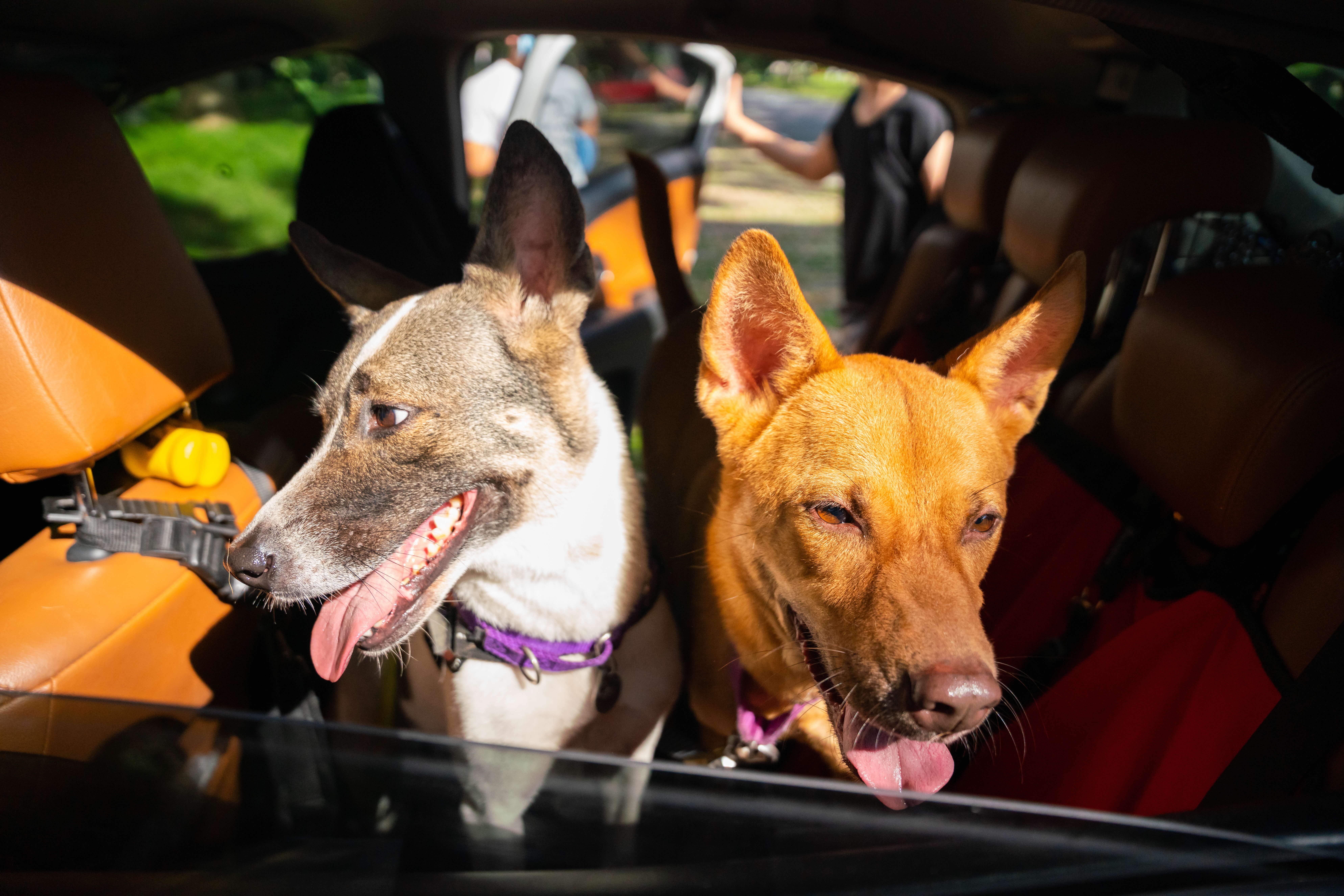 A photograph of two dogs looking out of a car window