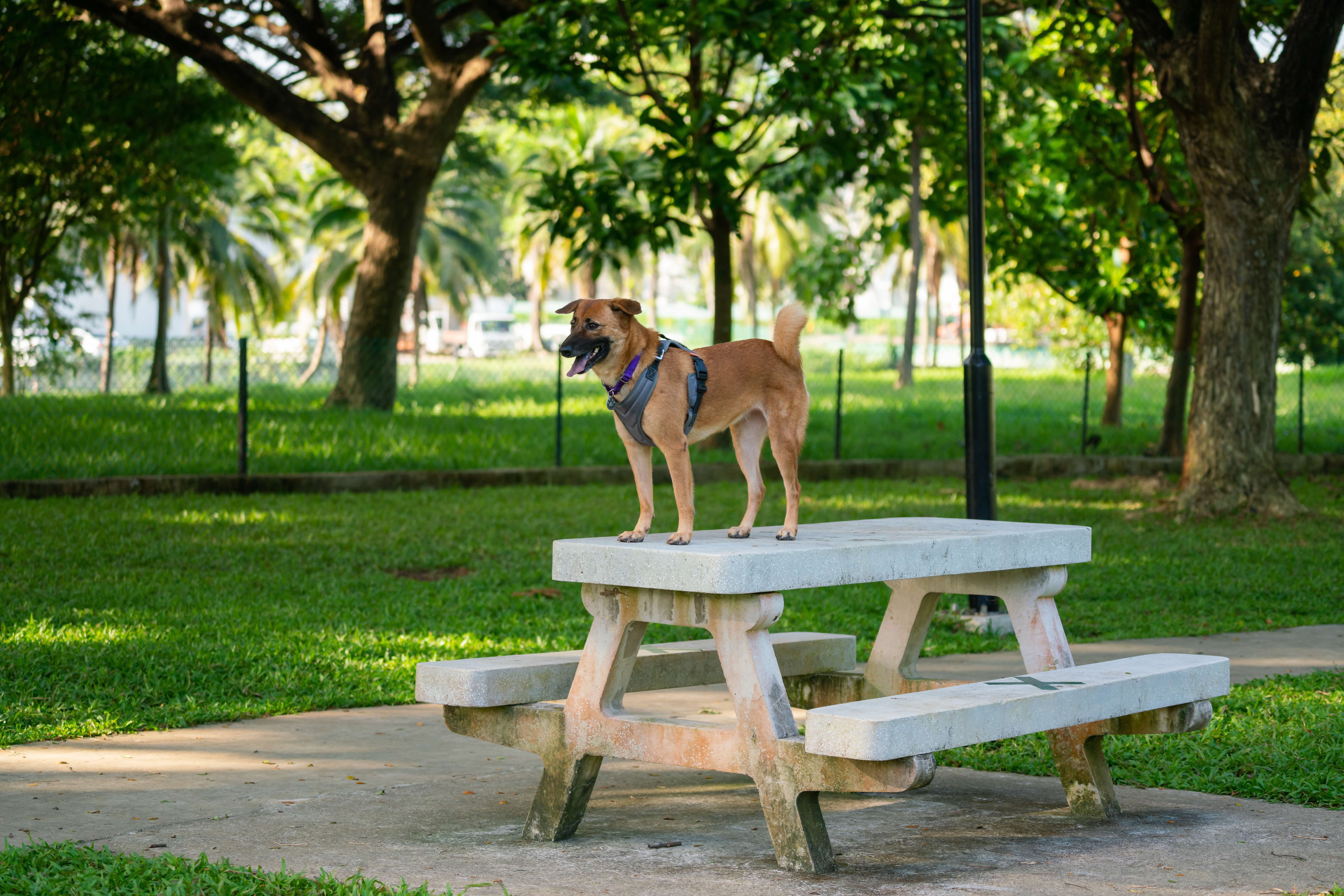 A photograph of a dog sitting on a park table