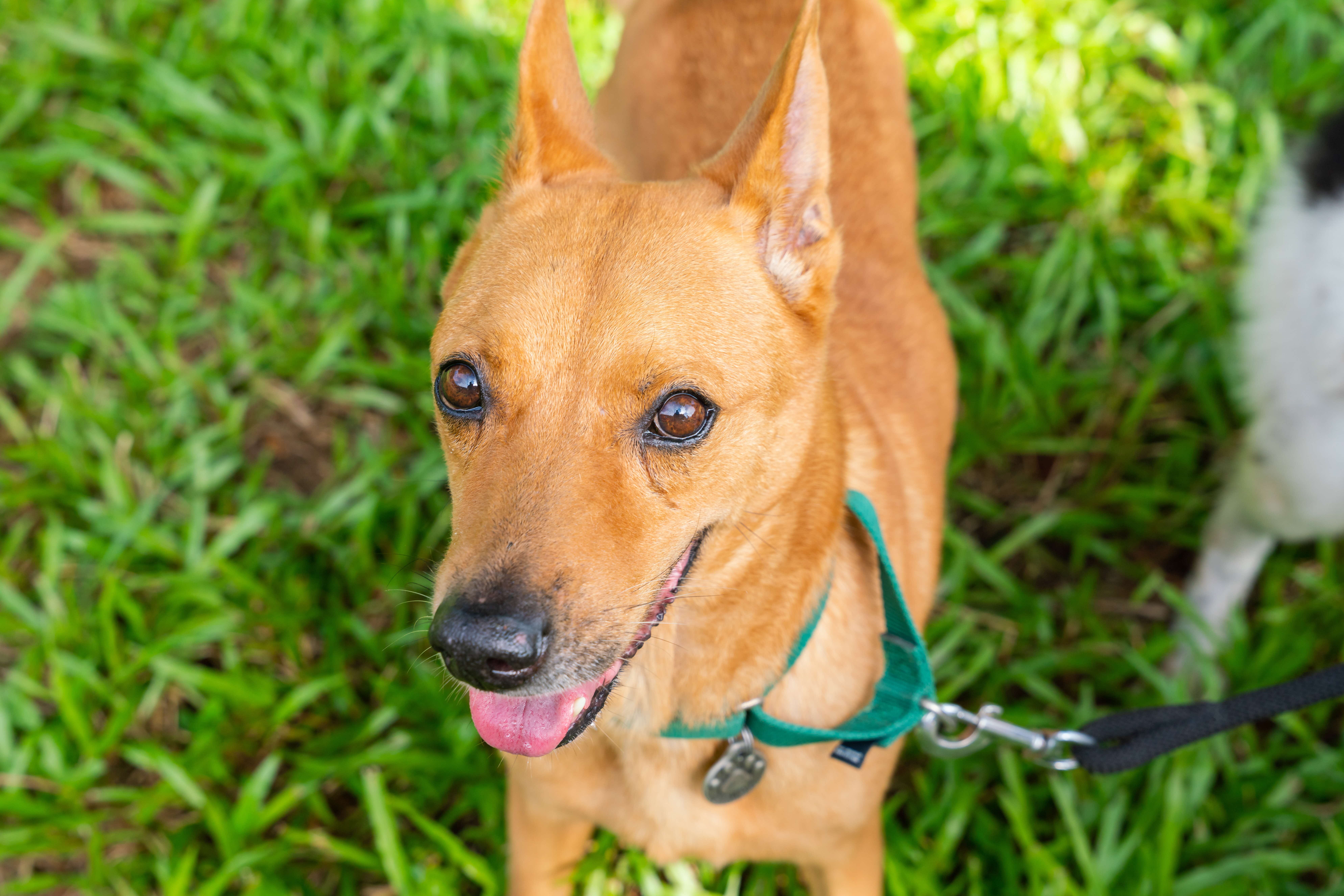 A photograph of a brown dog on a leash looking into the camera