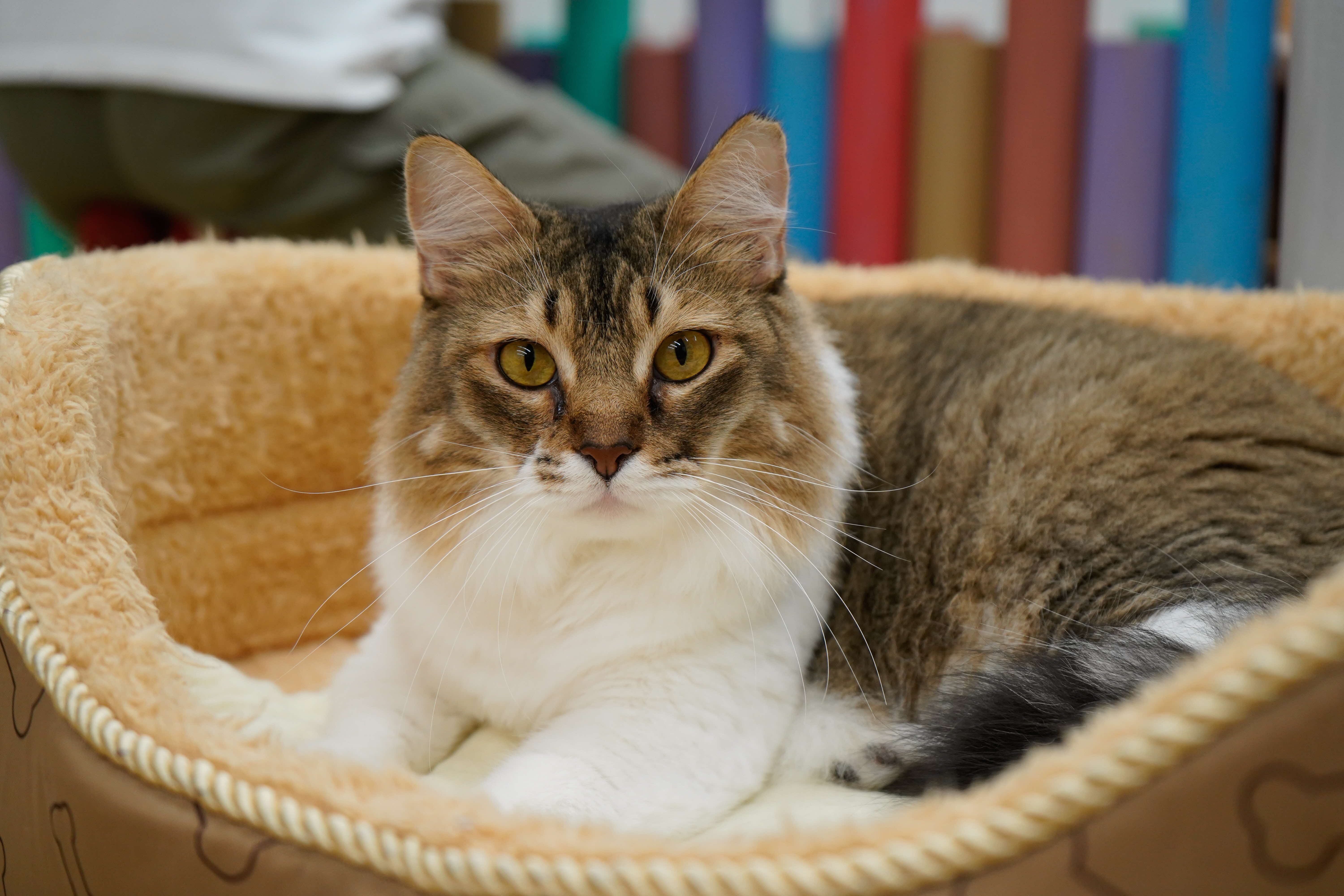 A photograph of a grey and white medium haired cat