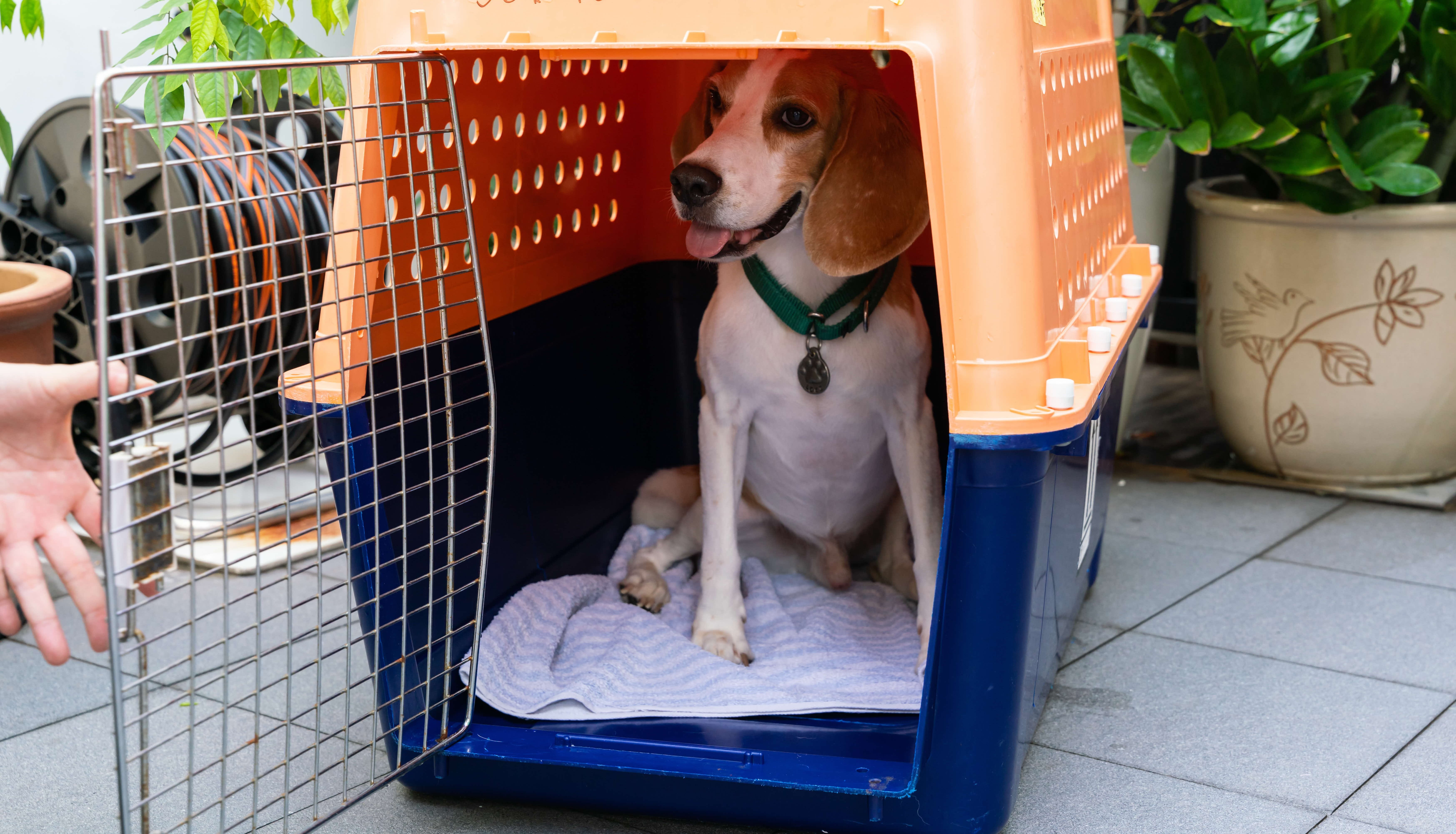 A photograph of a brown and white dog in a large orange dog carrier