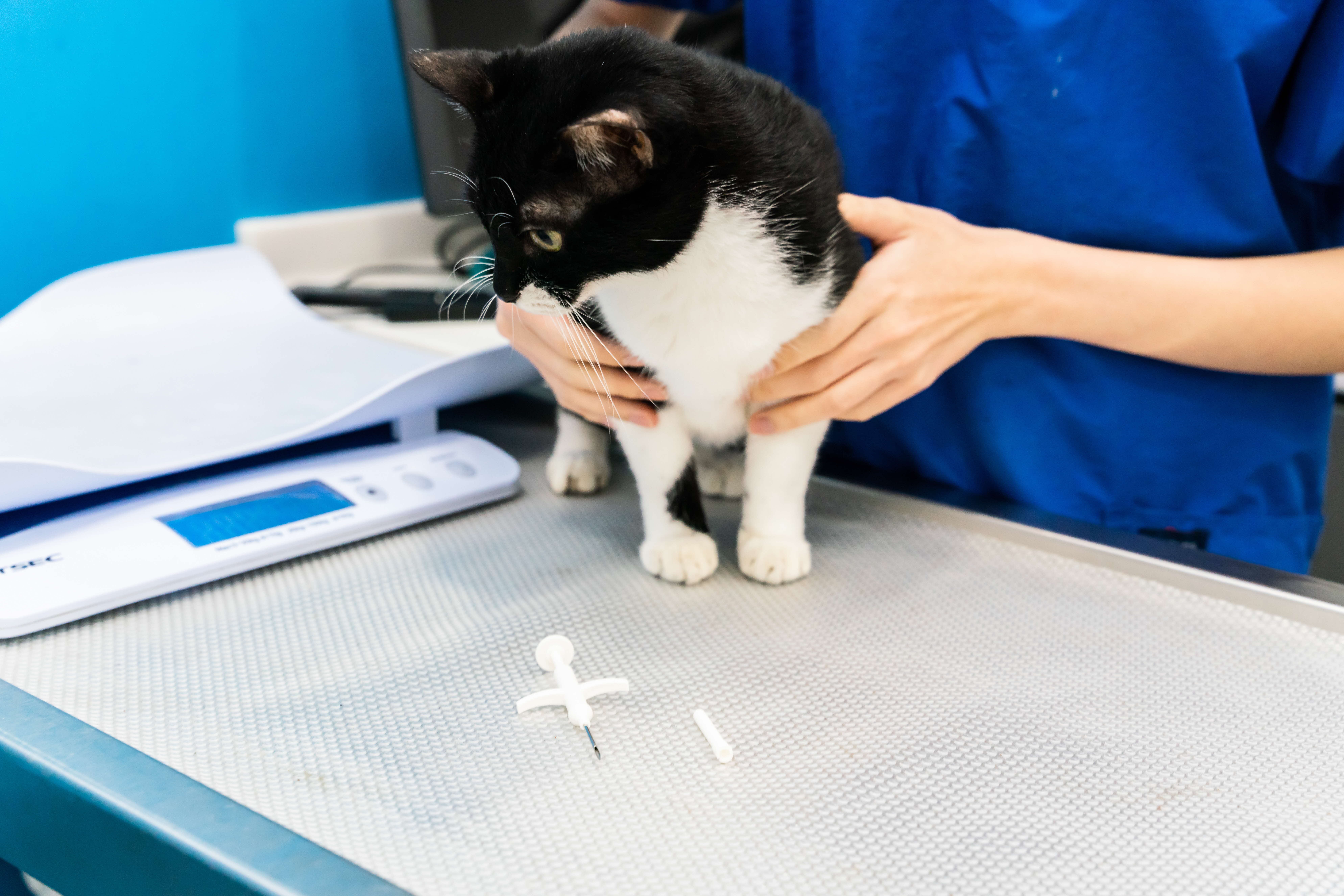A photograph of a cat in front of a microchip applicator