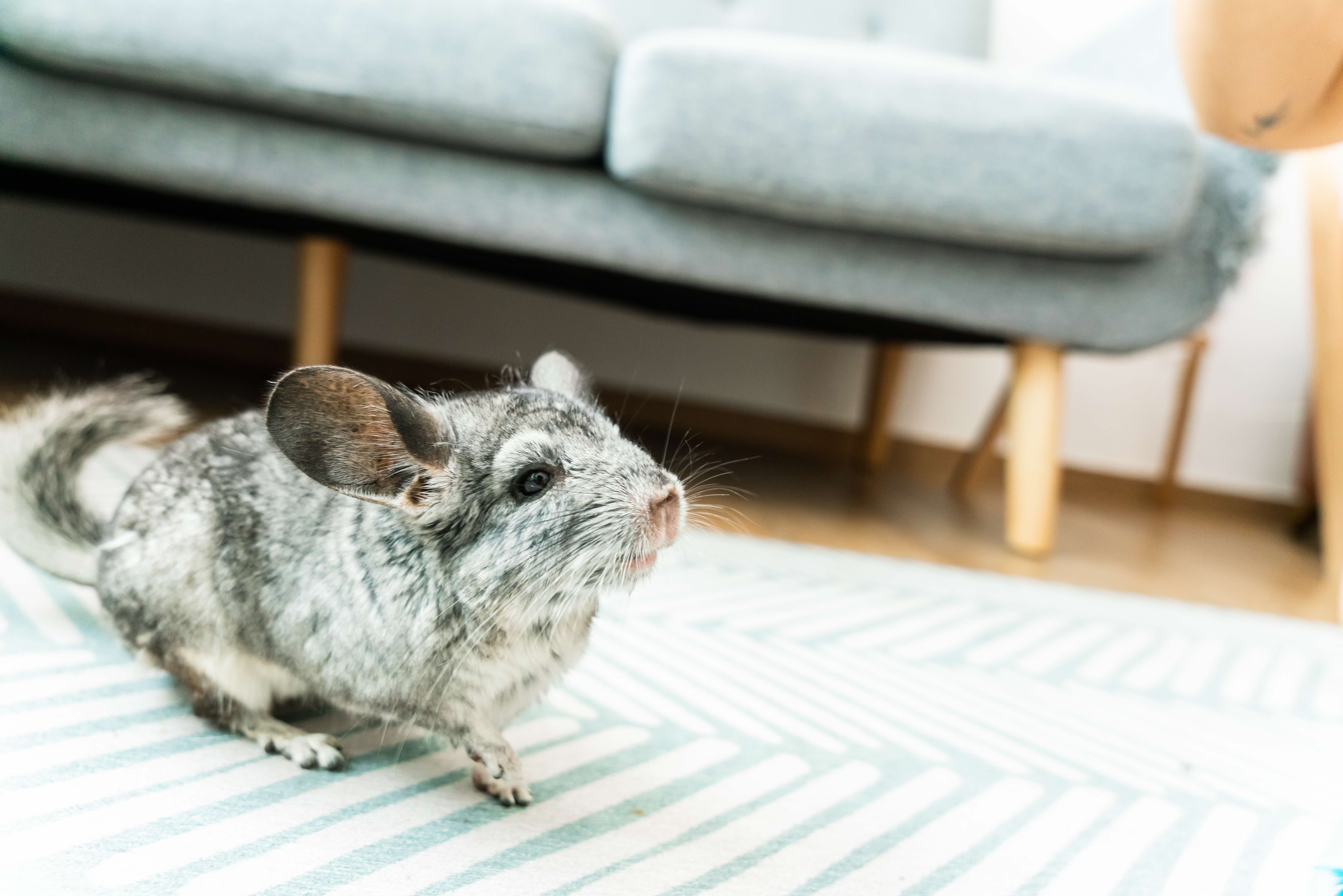 A photograph of a chinchilla in front of a couch in a living room