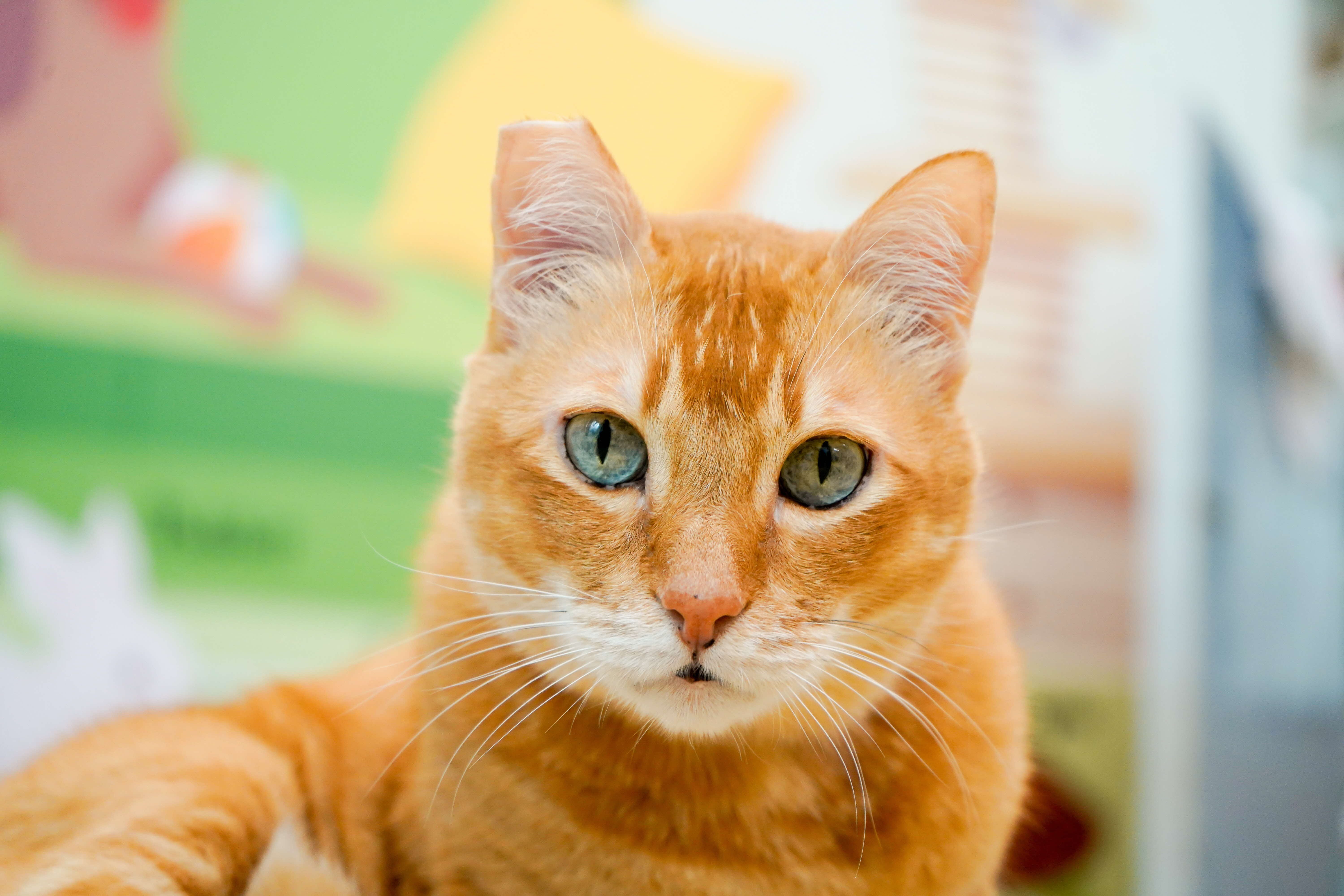 A photograph of an orange cat looking into the camera