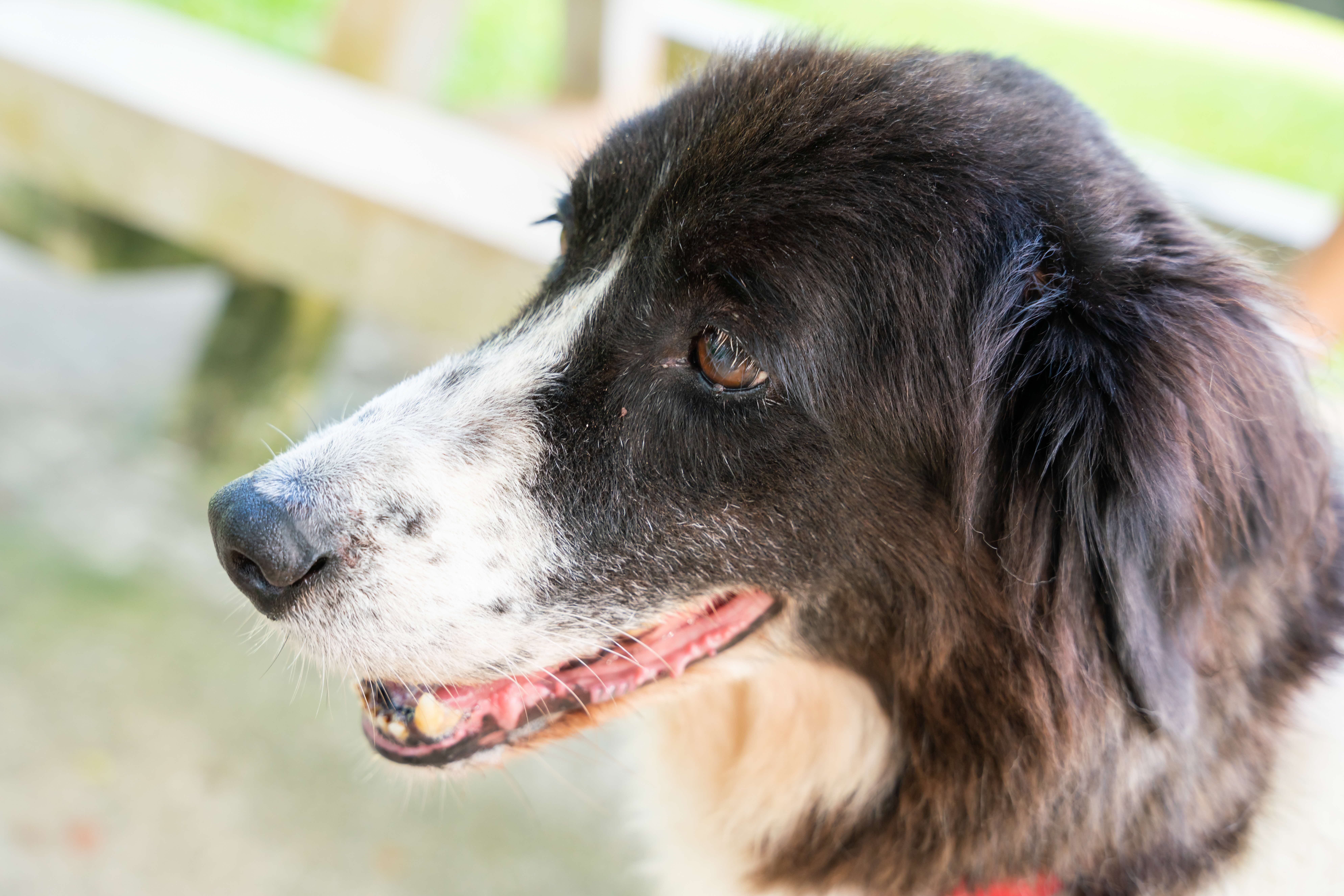 A photograph of a closeup of a black and white dog