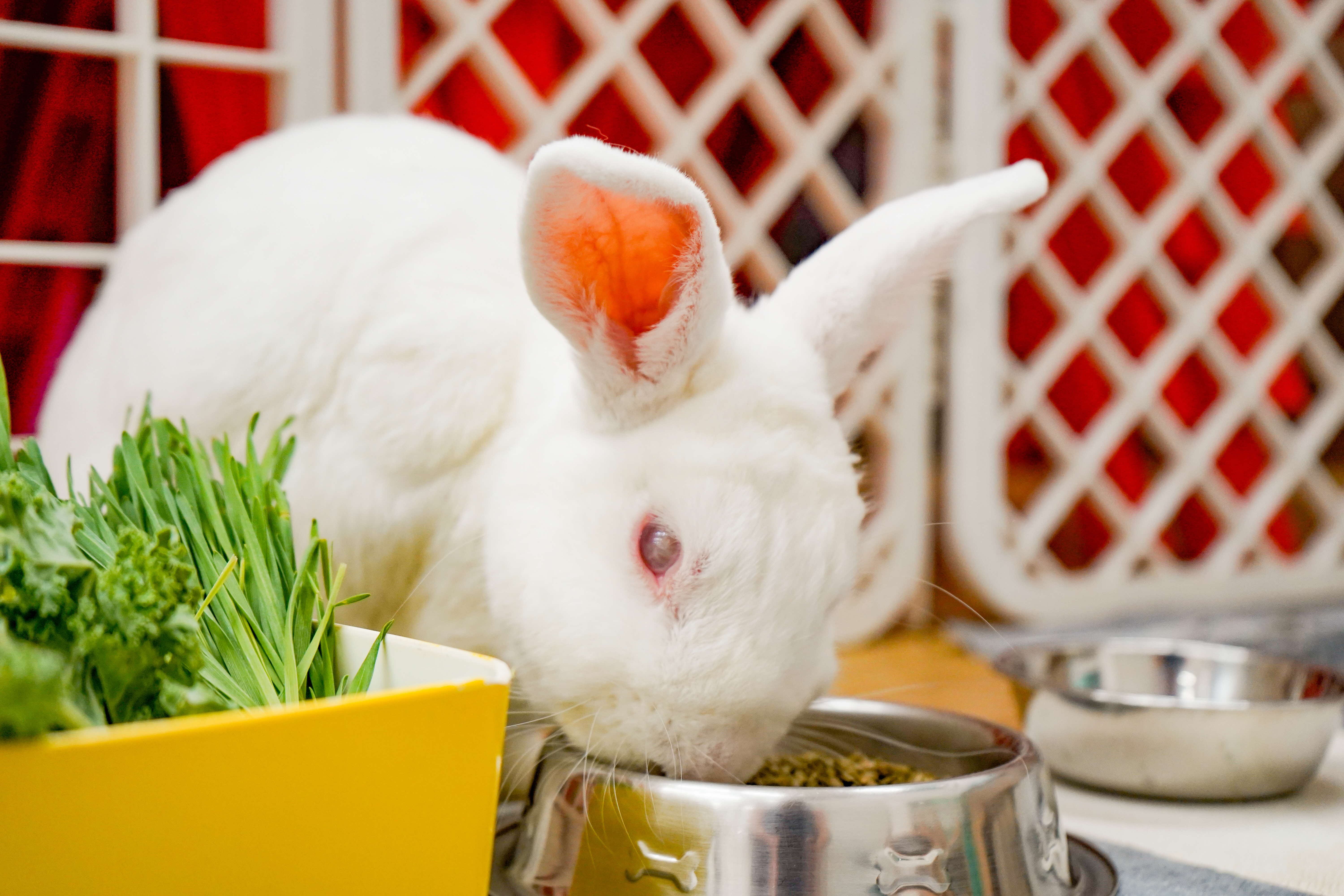 A photograph of a rabbit eating