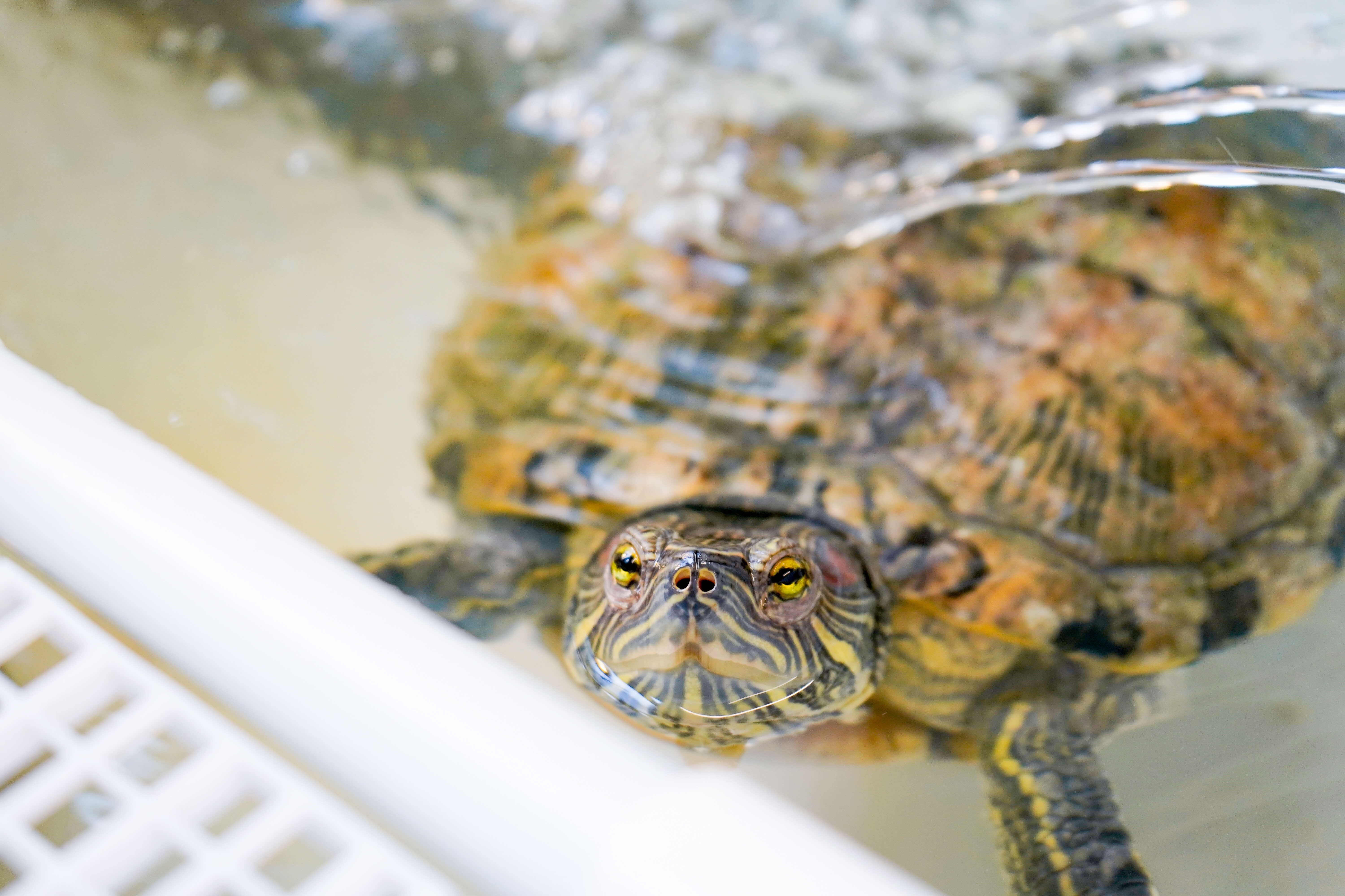 A photograph of a red-eared slider half submerged in the water
