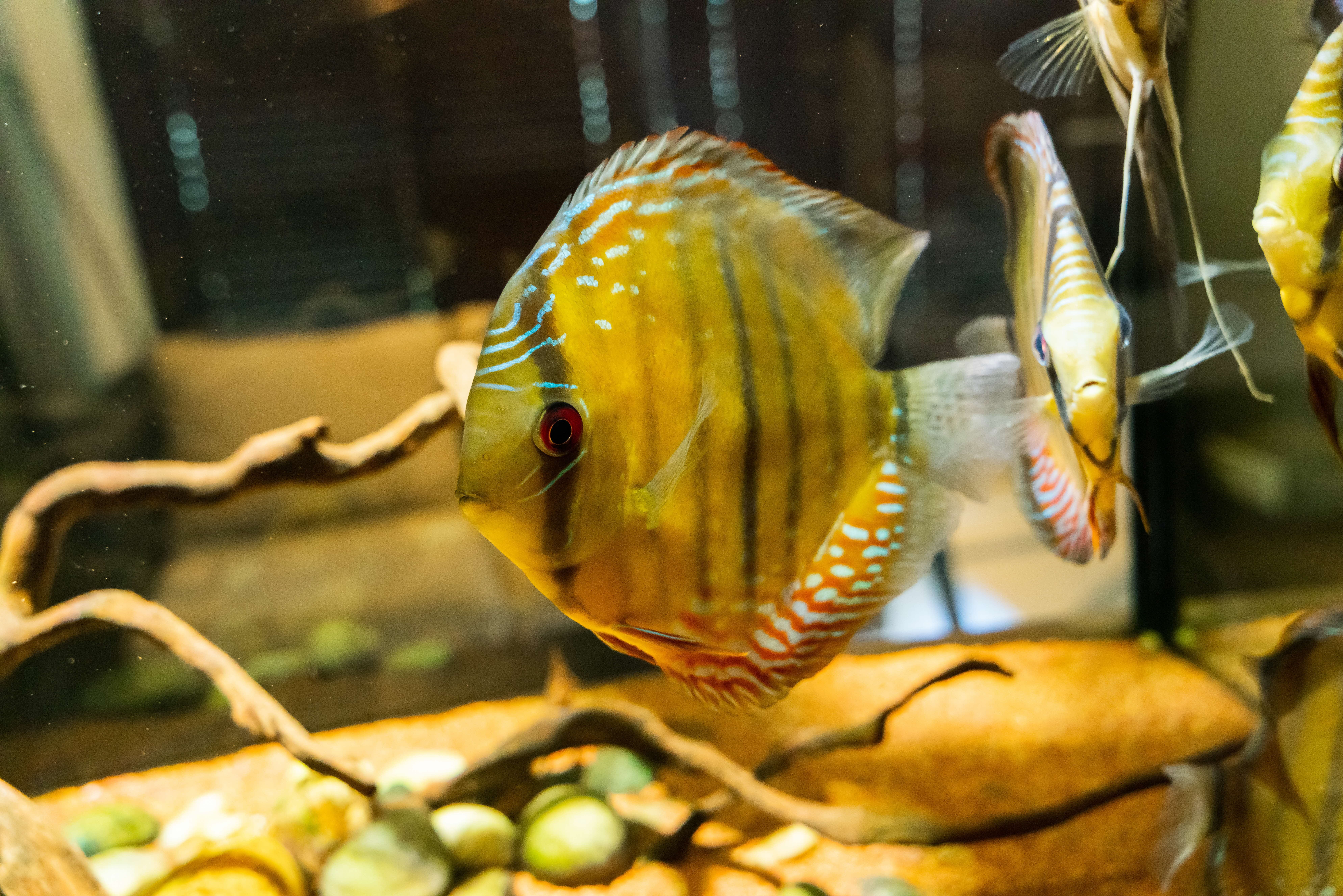 A photograph of a large, circular yellow fish