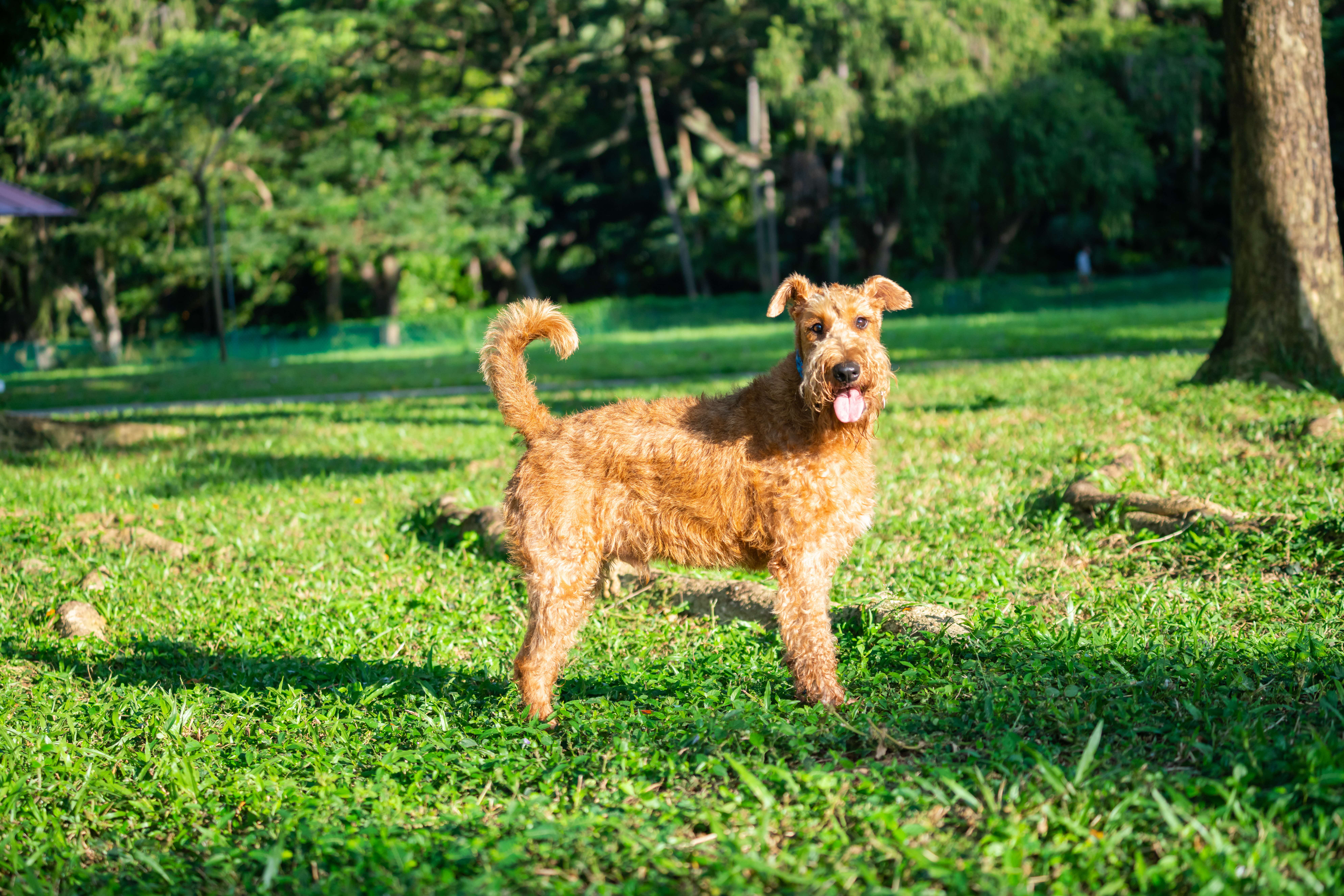 A photograph of a brown dog off leash in the grass