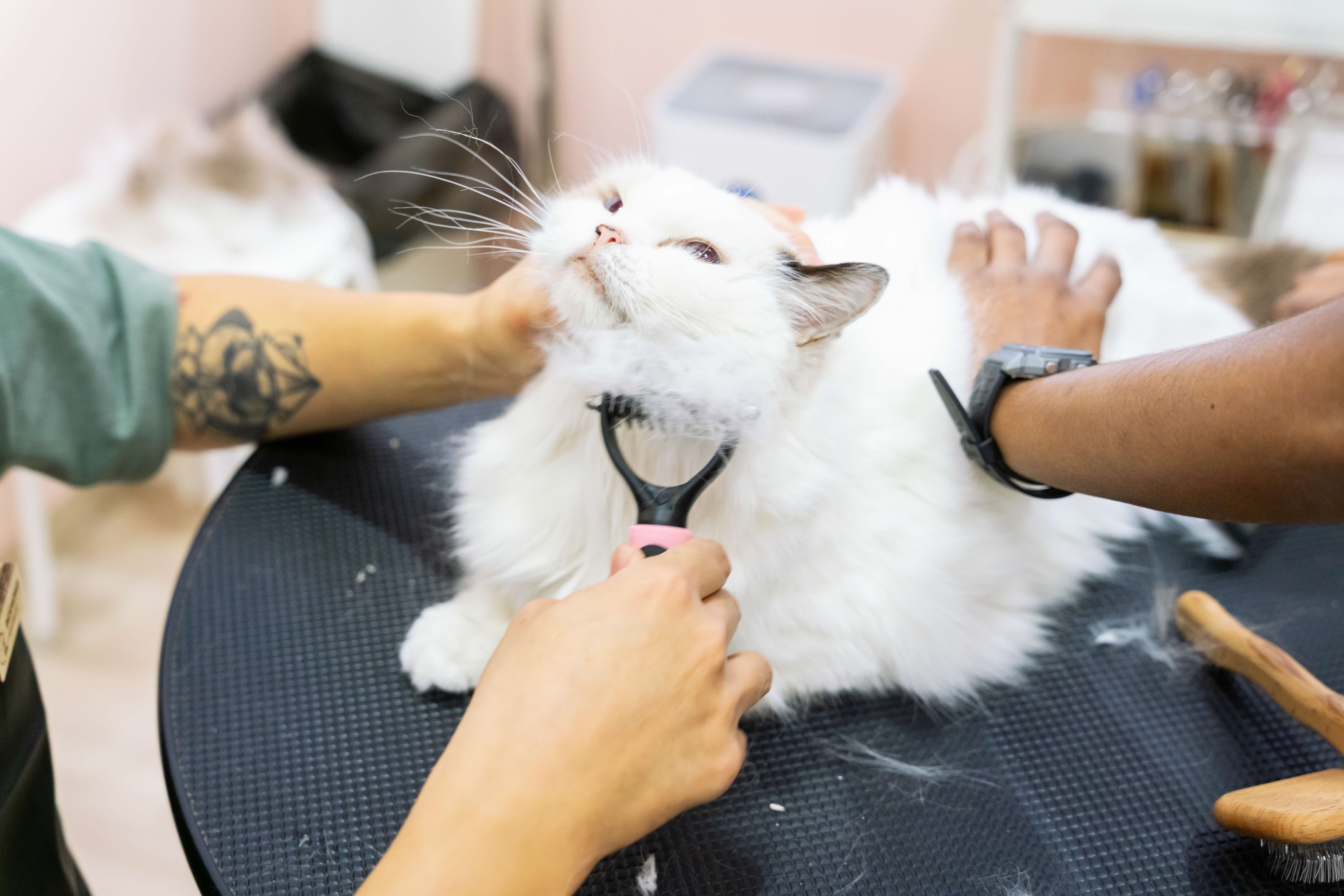 A photograph of a cat being groomed